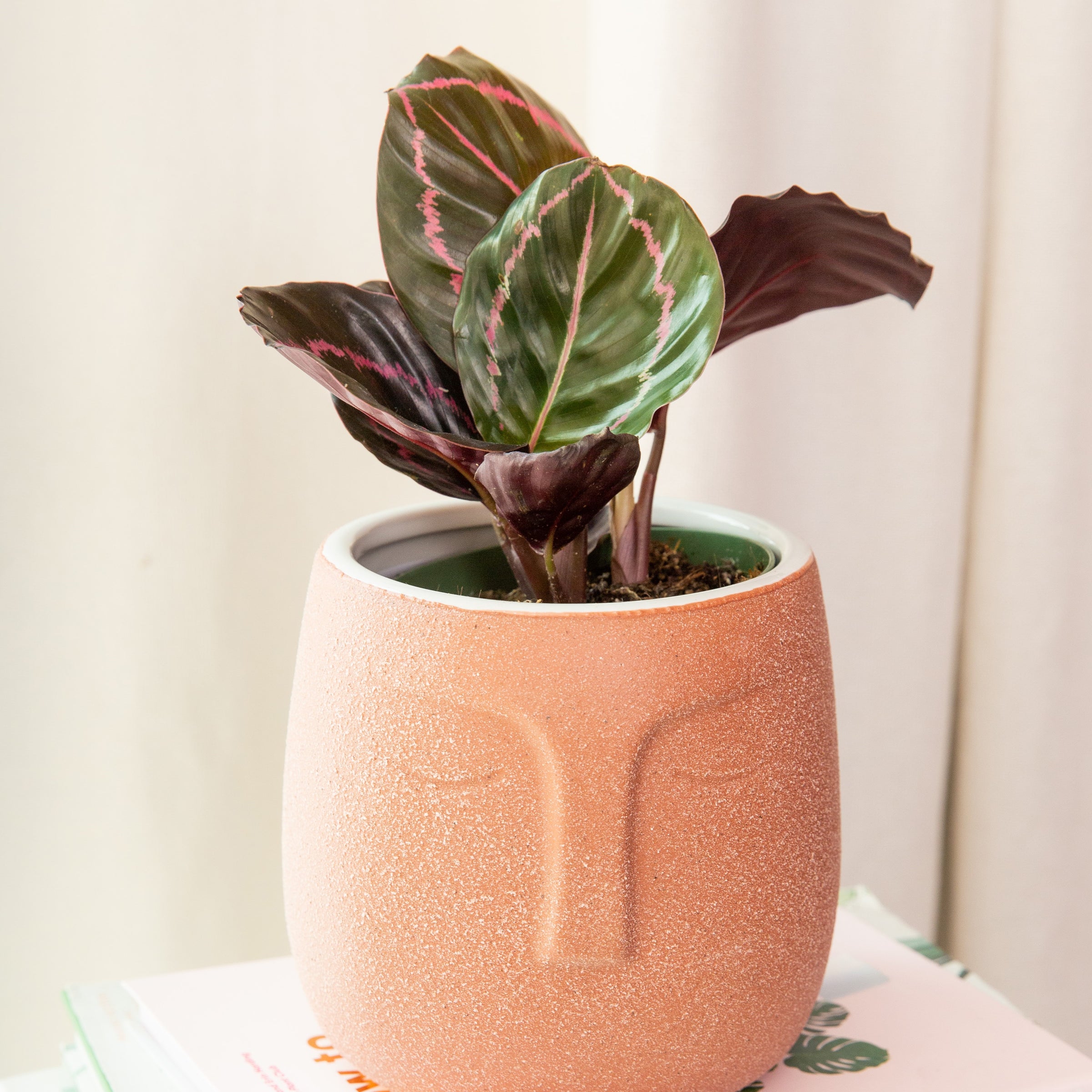 Calathea Roseopicta Dottie | Indoor Plant Delivery | Leafy