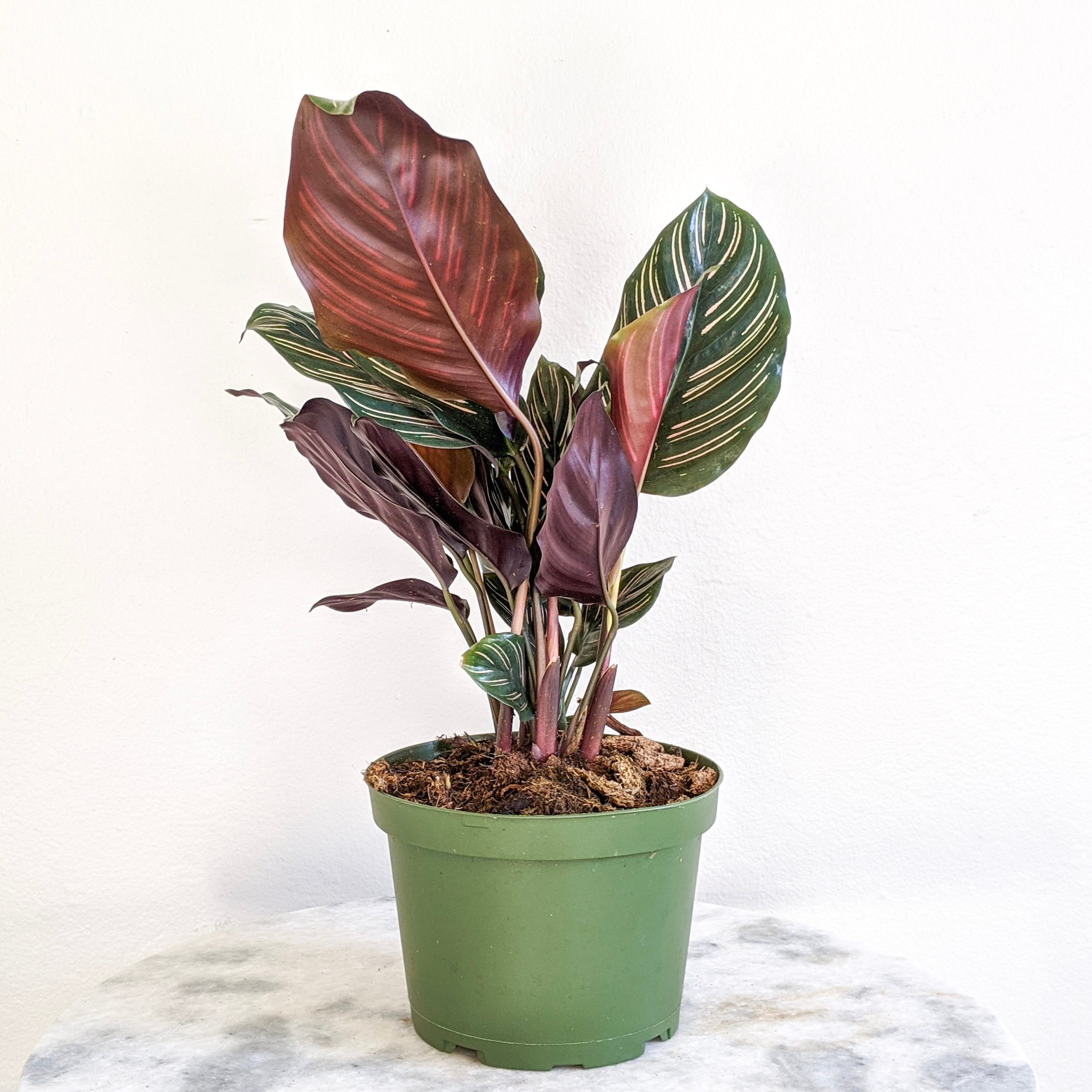 calathea tiffany Calathea 'Ornata' Pink Pinstripe Plant main image 1