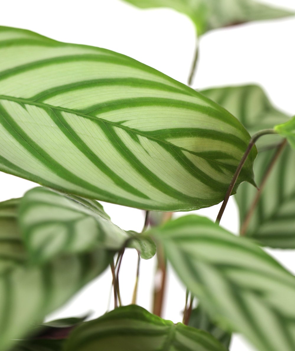 dracaena santa rosa Dracaena 'Magenta'
