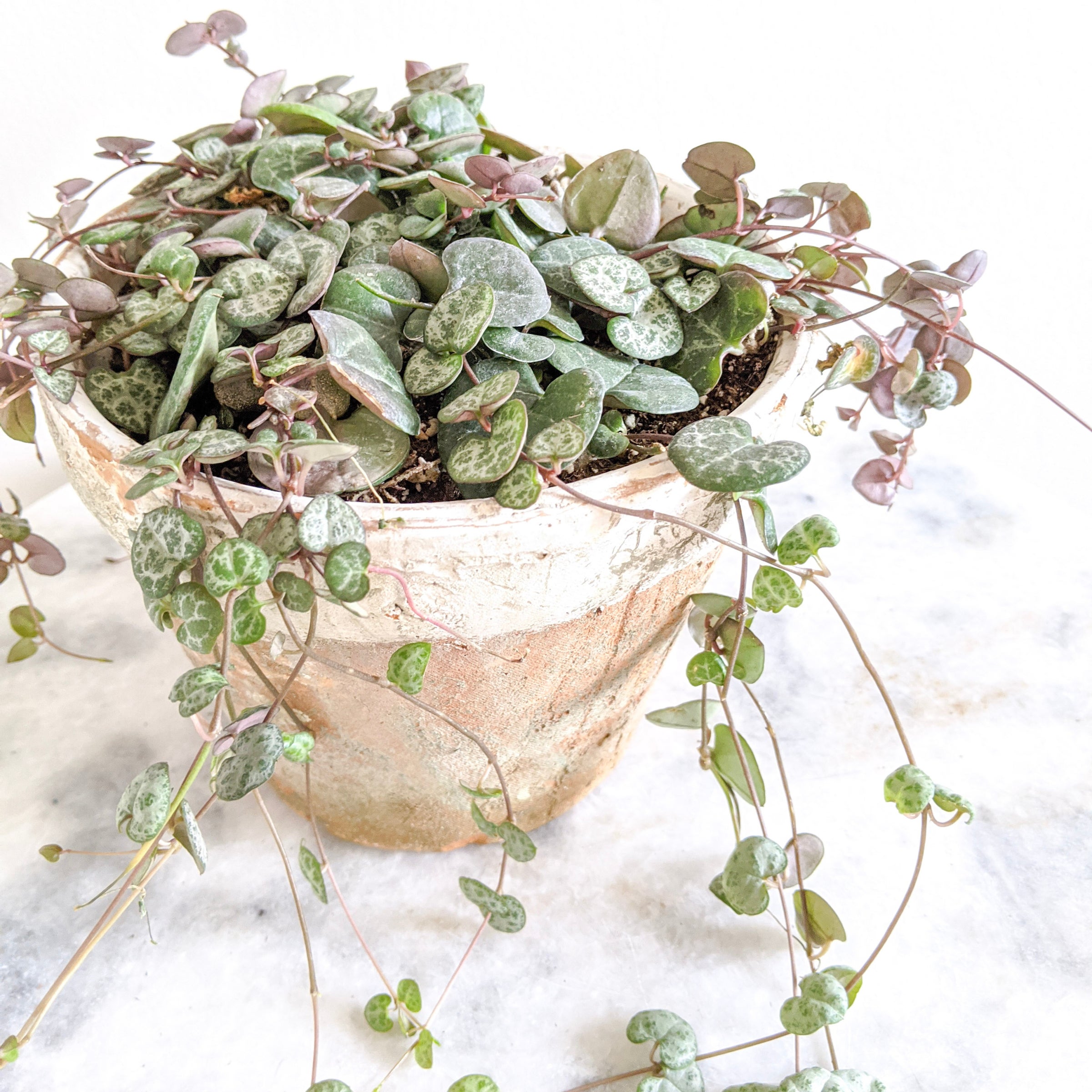 String of Hearts | Indoor Plant Delivery | Leafy