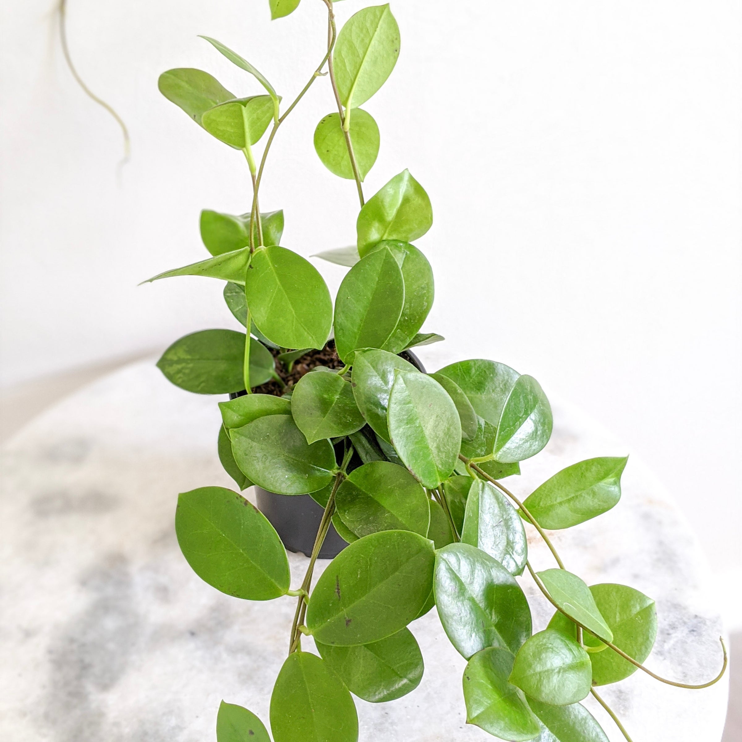 plant collagen Be. Sexy Vegan Collagen