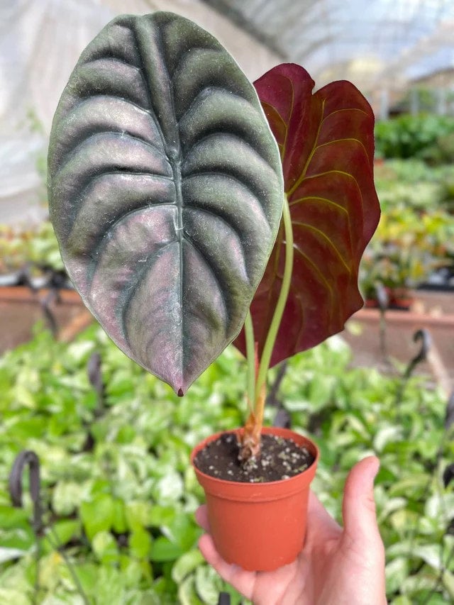 Alocasia Cupera | Indoor Plant Delivery | Leafy