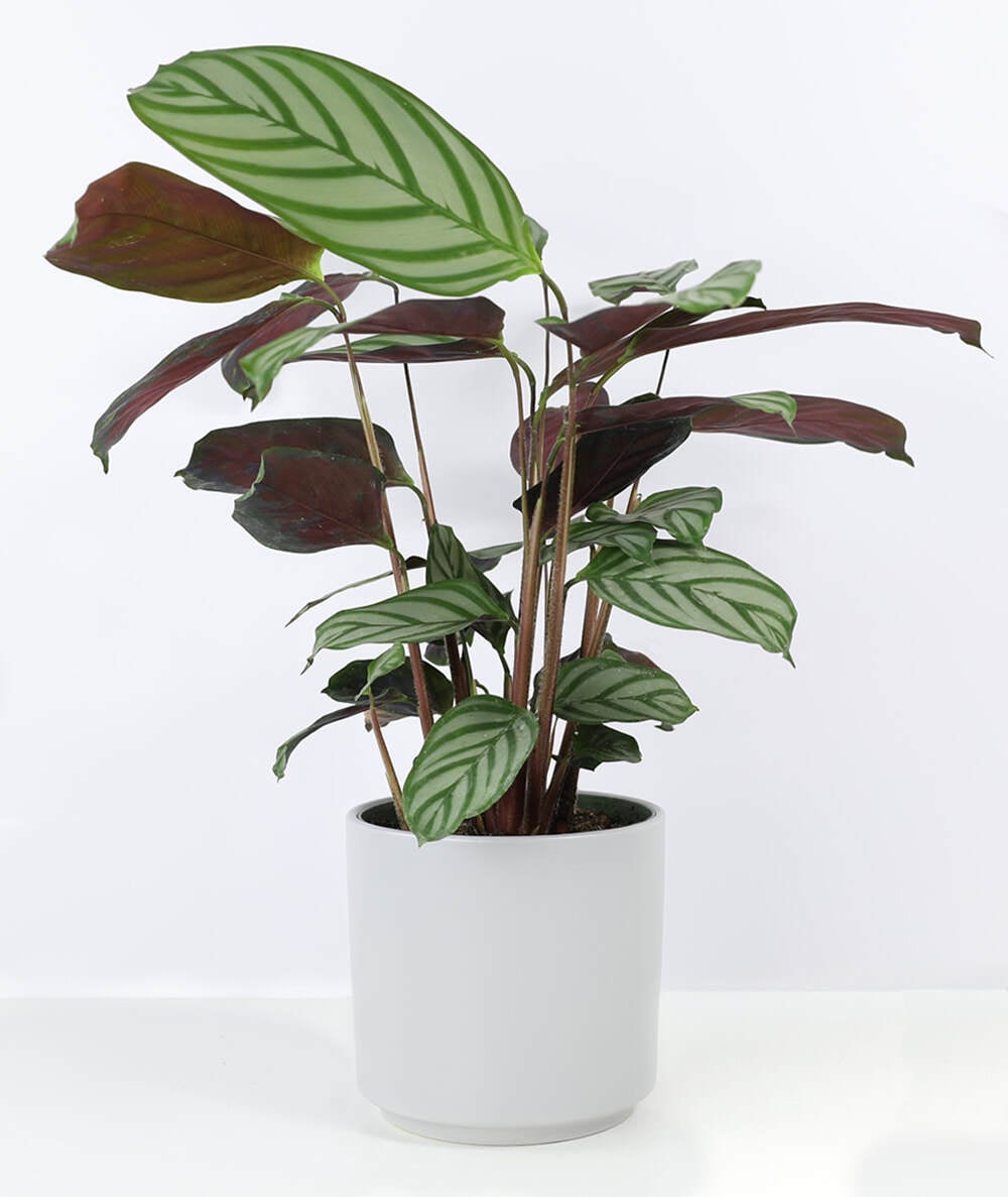spike dracaena plant Dracaena Indivisa Dracaena Spike Seeds 50 thru 1,000 Dracaena Seeds