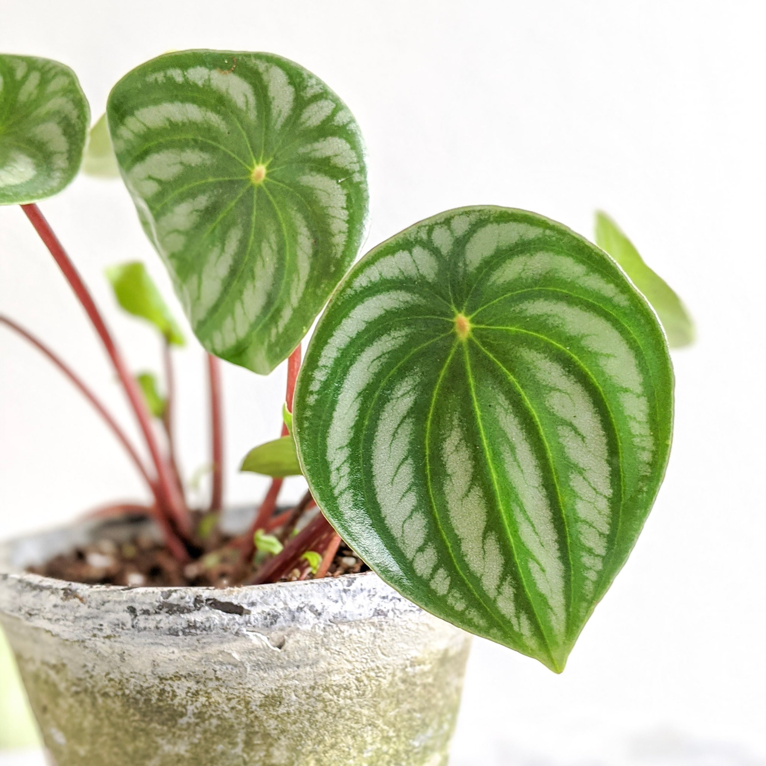 Peperomia Watermelon | Indoor Plant Delivery | Leafy