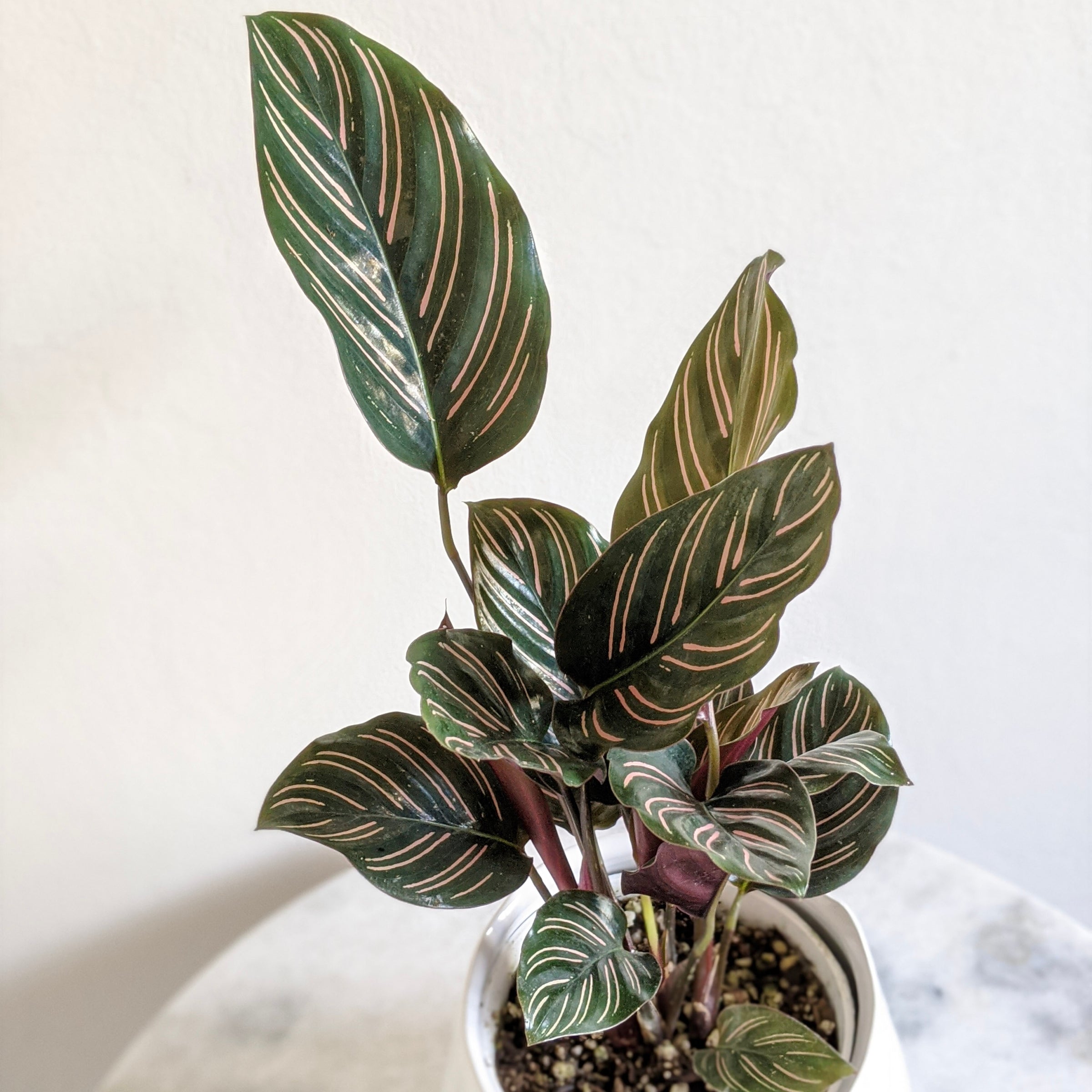 calathea ornata trockene blätter Goeppertia Beauty Star main image 0