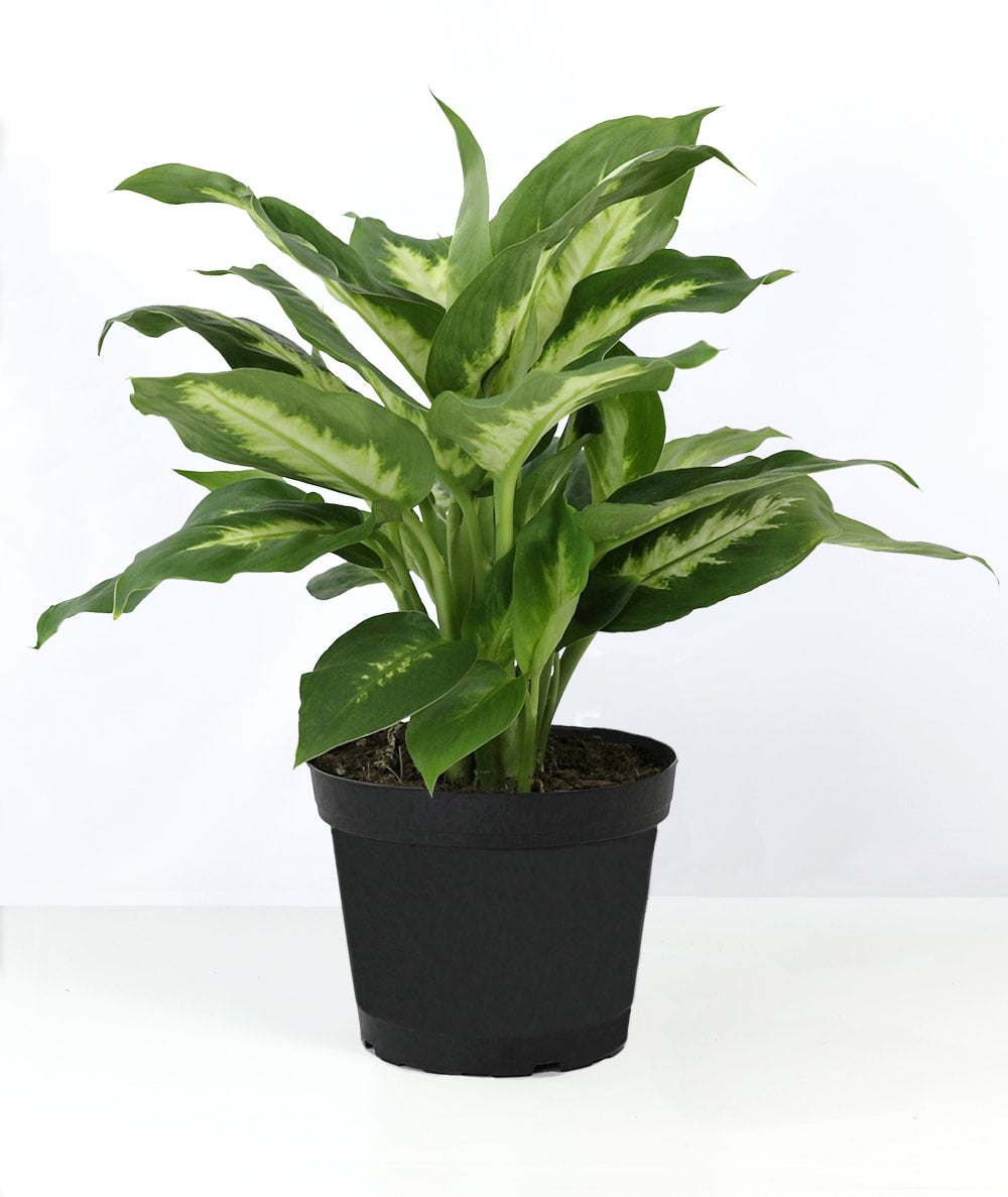 Dieffenbachia Camille | Indoor Plant Delivery