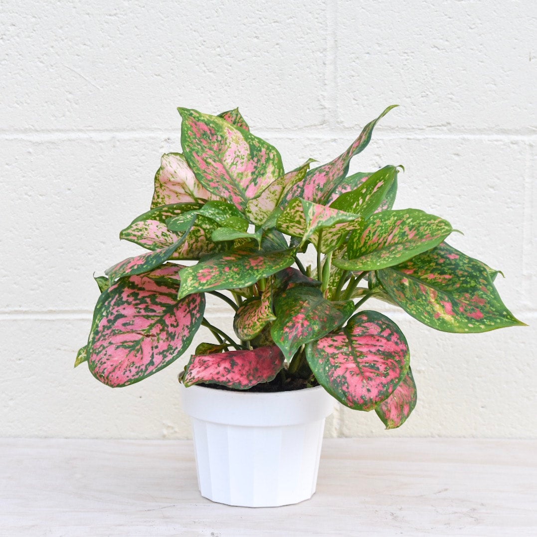 plant stand table indoor 36
