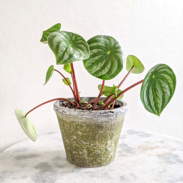 Plant | Leafy