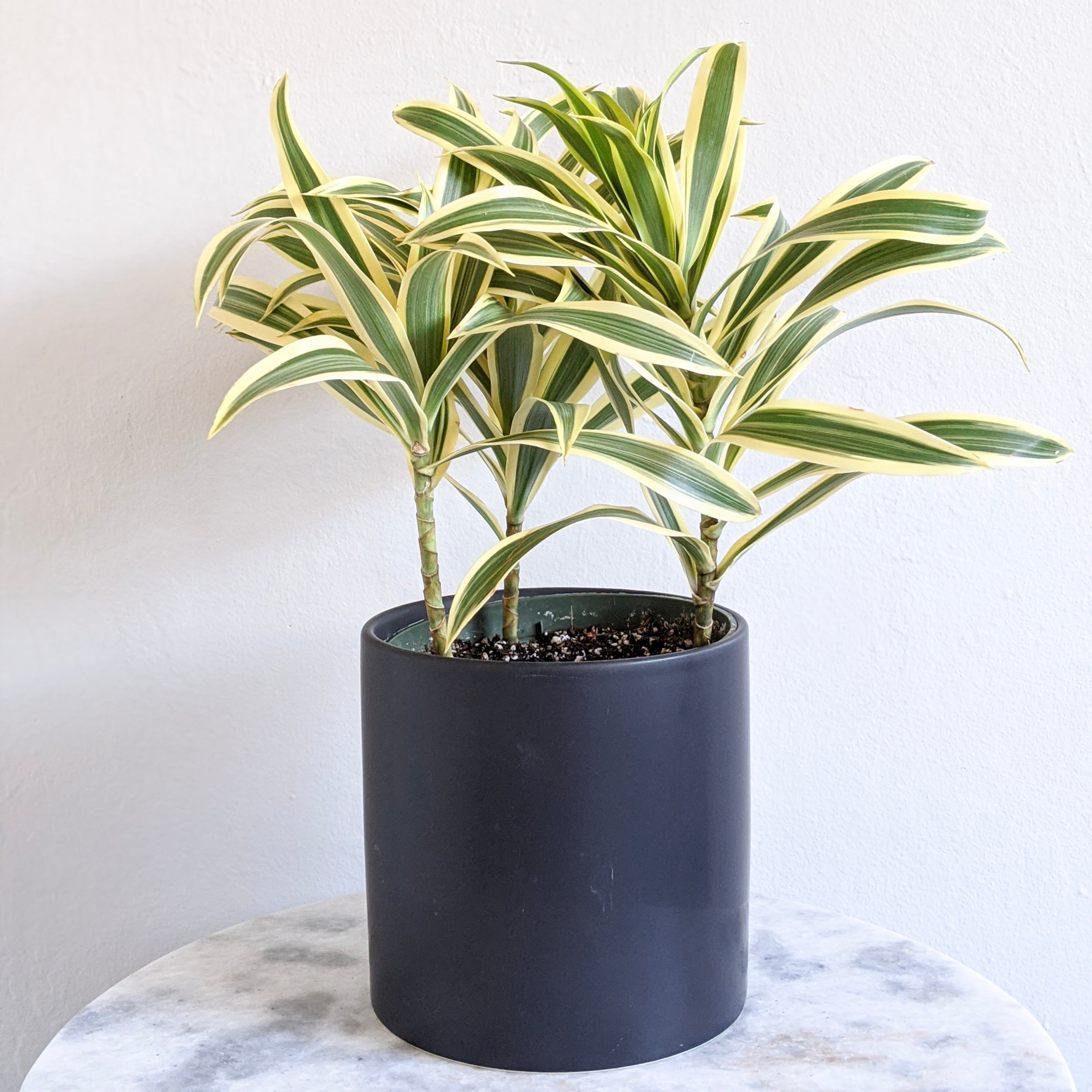 10 foot ponytail palm Ponytail Palm: Beaucarnea - 10