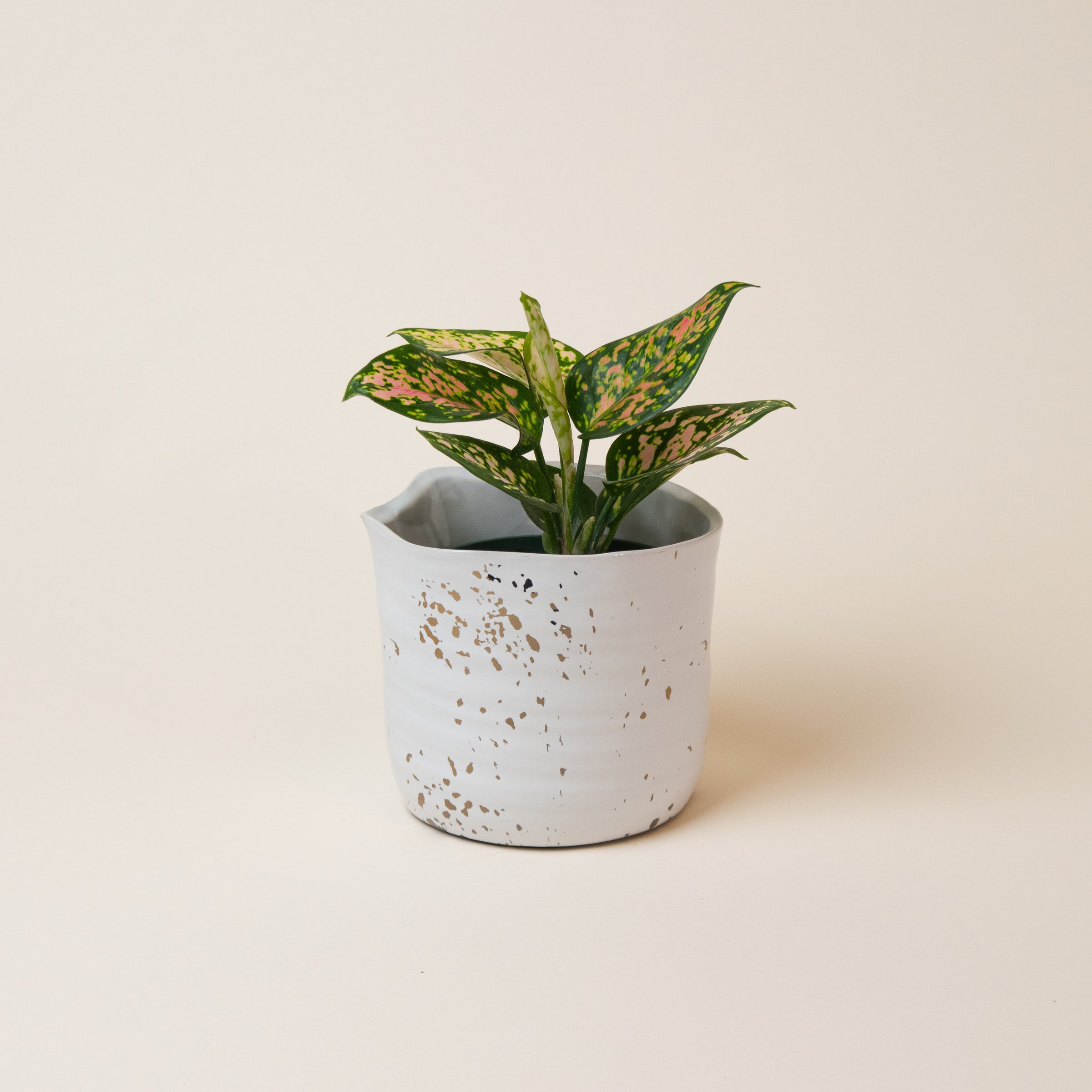 asian snake plant Sansevieria 'Snake Plant'