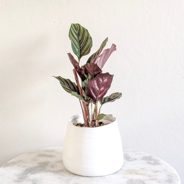 Plant | Leafy