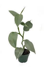 Philodendron Silver Sword | Indoor Plant Delivery | Leafy