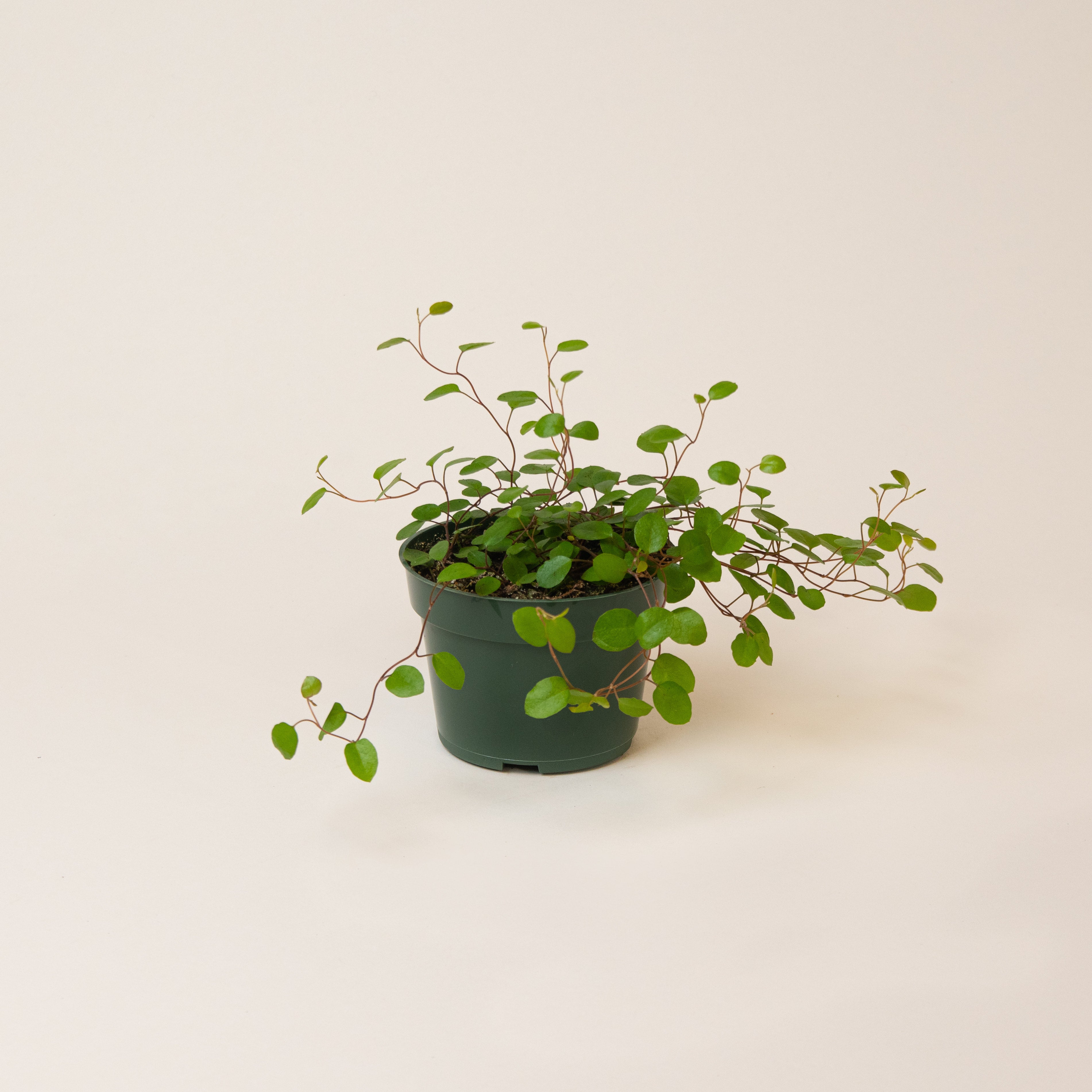 money plant to buy Money Tree Plant with Planter - Small (12