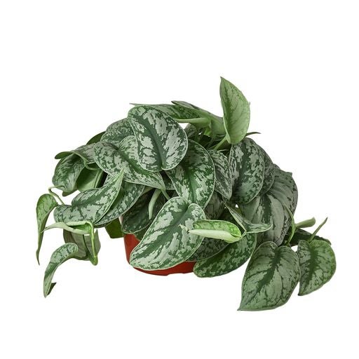 Pothos Silver Splash | Indoor Plant Delivery | Leafy