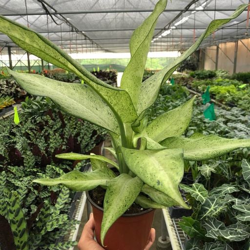 Plant | Leafy