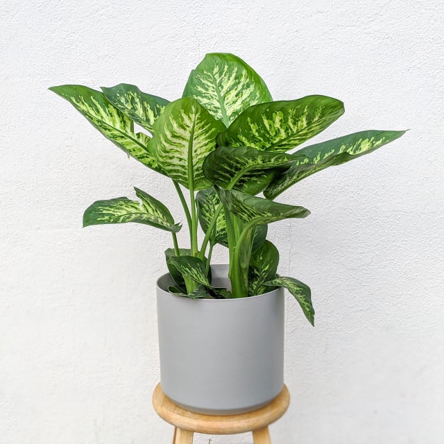 Plant | Leafy