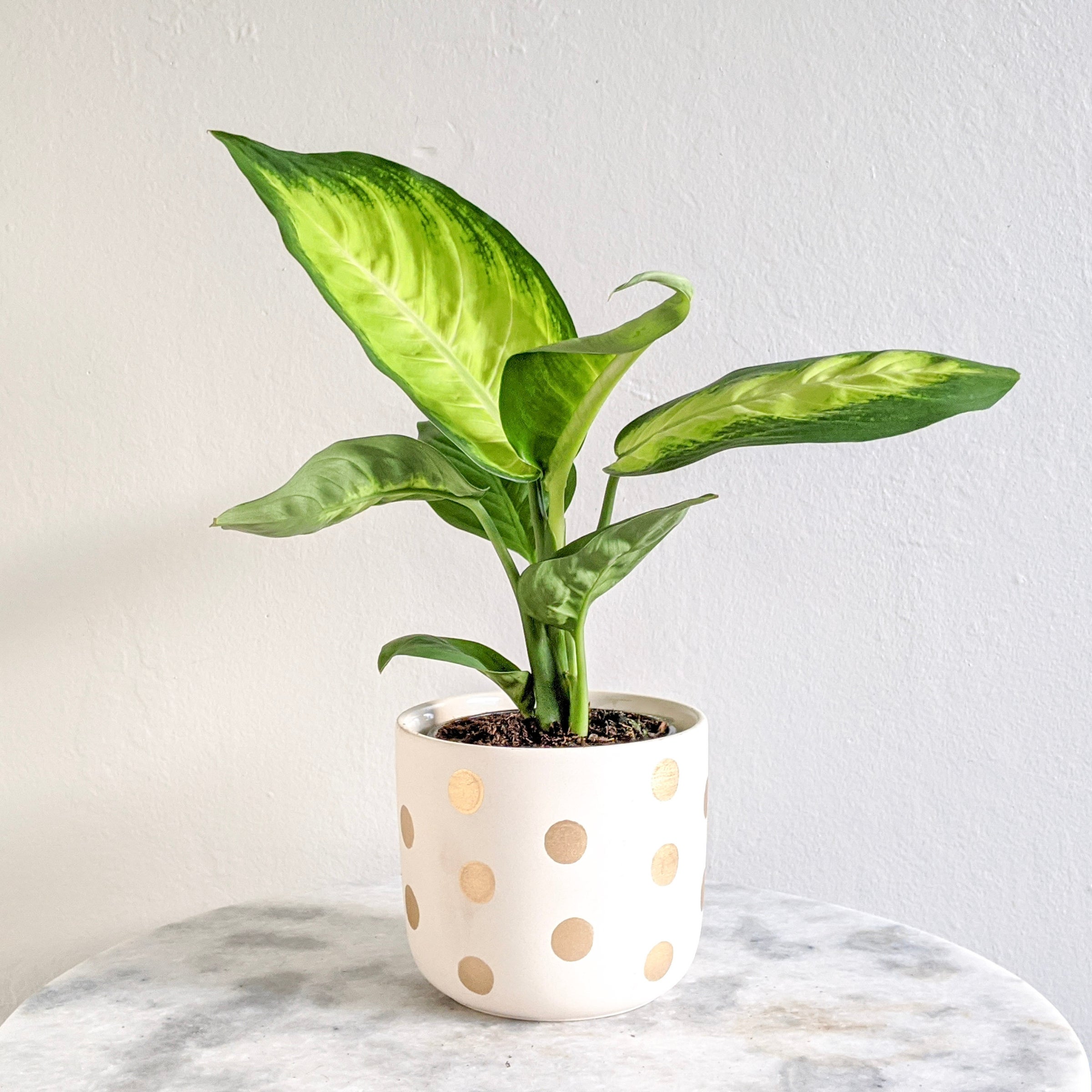 brazill philodendron Brazil Philodendron Plant Care