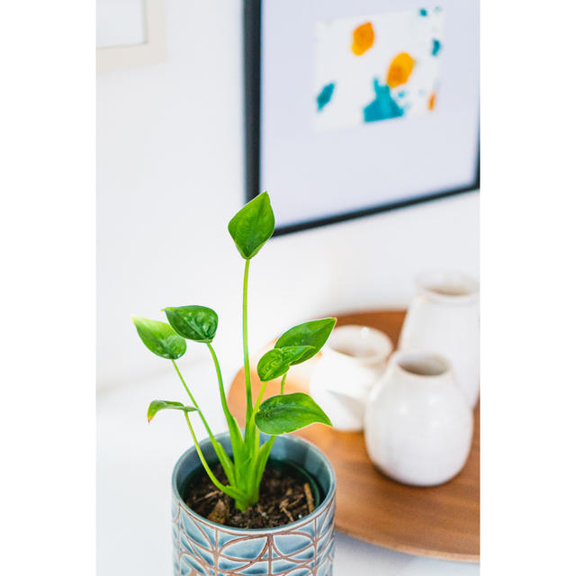 Plant | Leafy