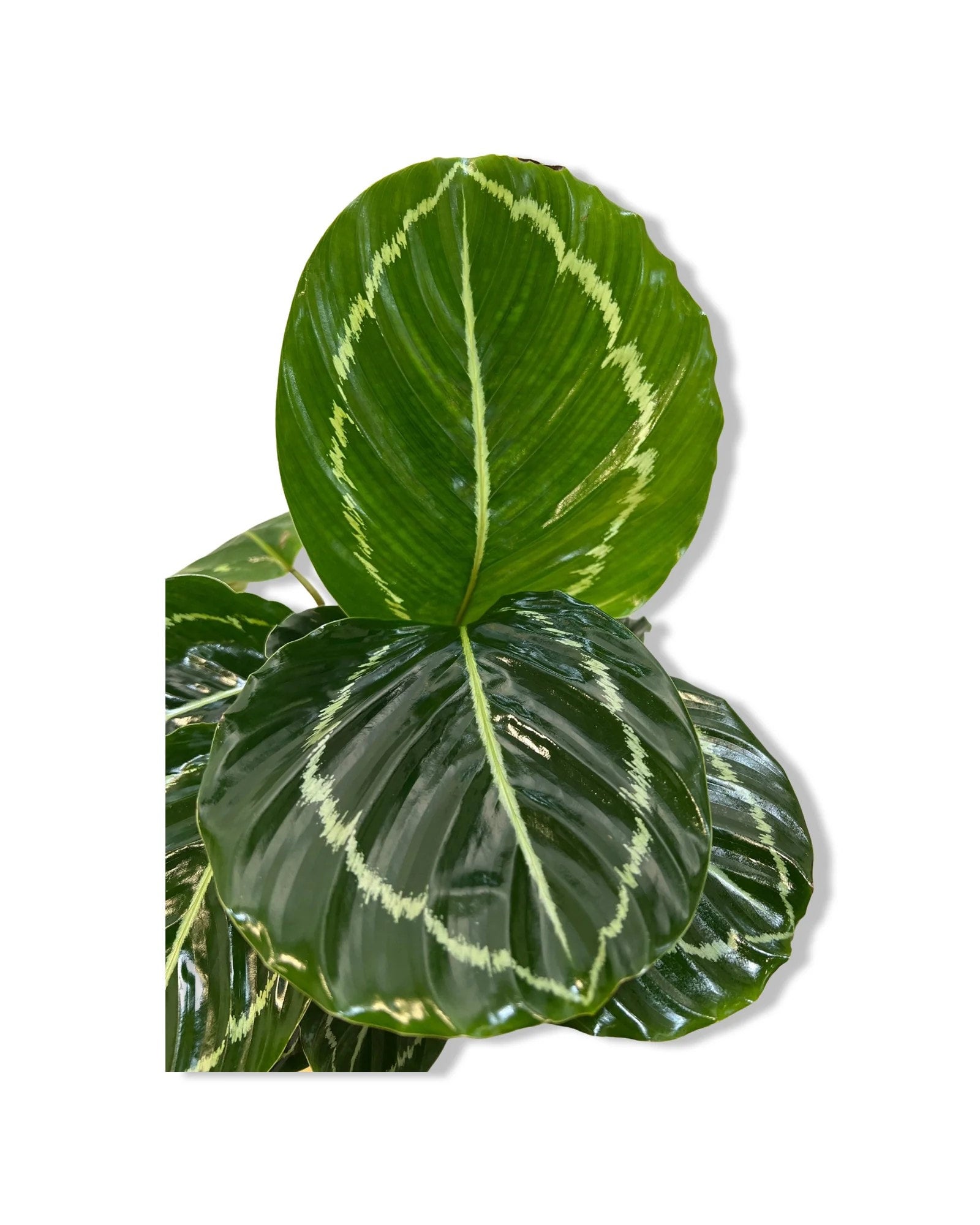 Calathea Roseopicta Green Goddess | Indoor Plant Delivery | Leafy