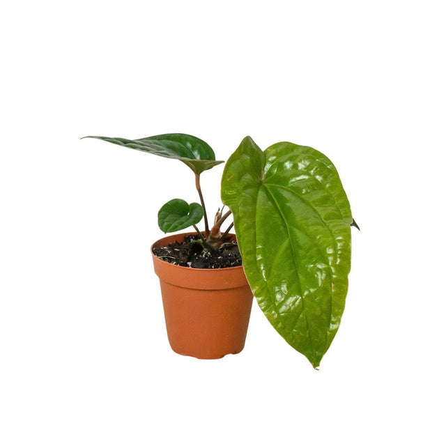 Plant | Leafy