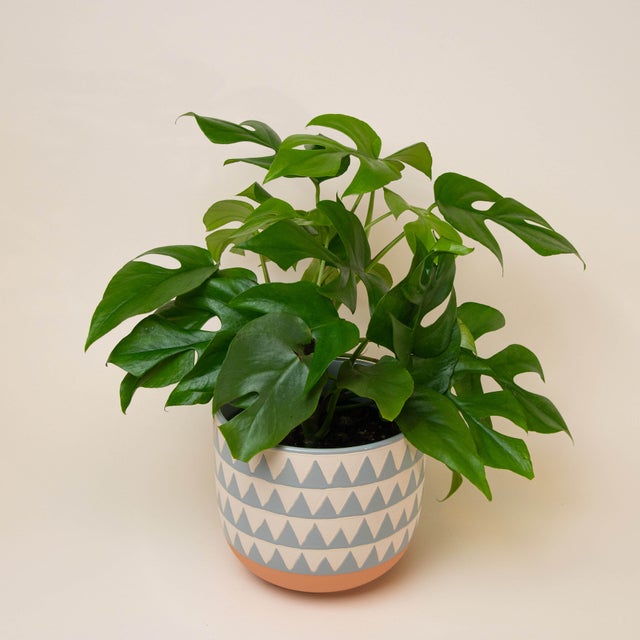 Plant | Leafy