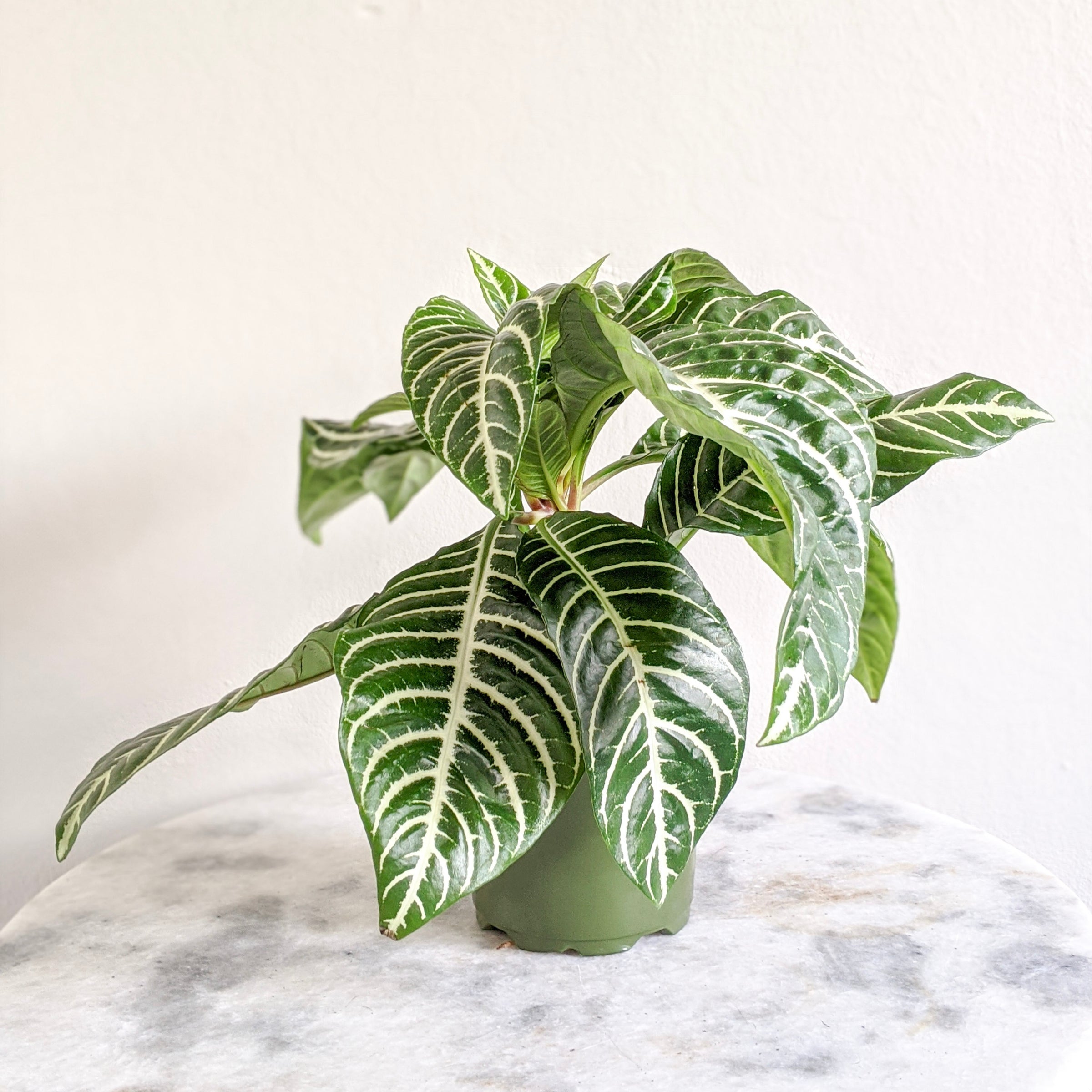 Aphelandra Squarrosa | Indoor Plant Delivery | Leafy