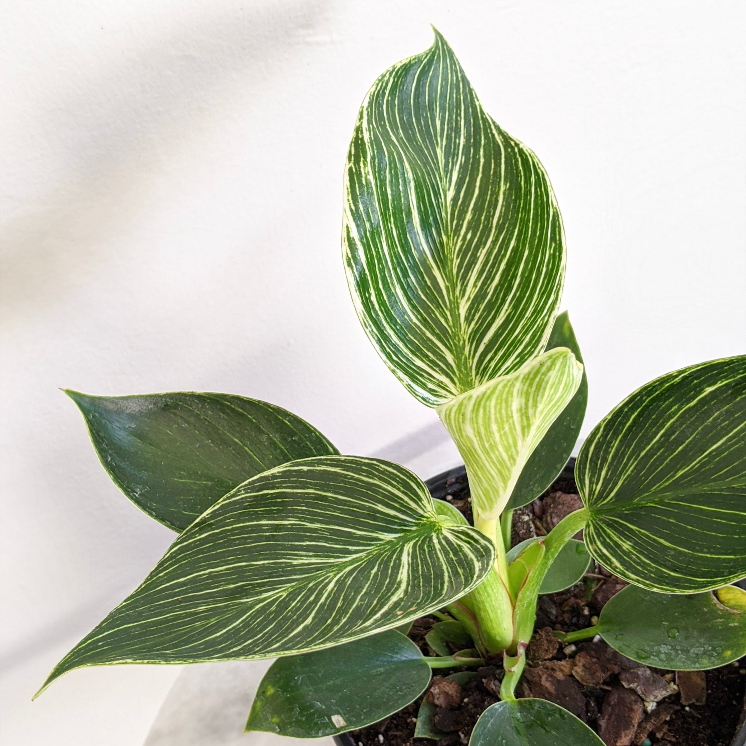 variagated peace lily Variegated Albo Peace Lily 'Domino'