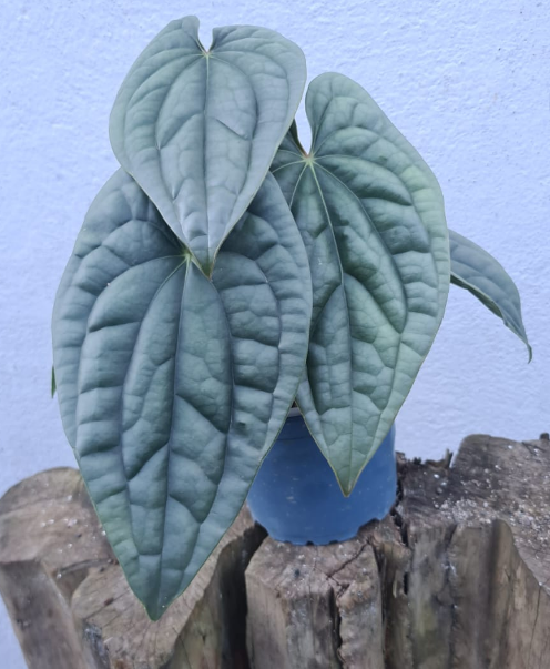 Anthurium Luxurians 'Platinum' | Indoor Plant Delivery | Leafy
