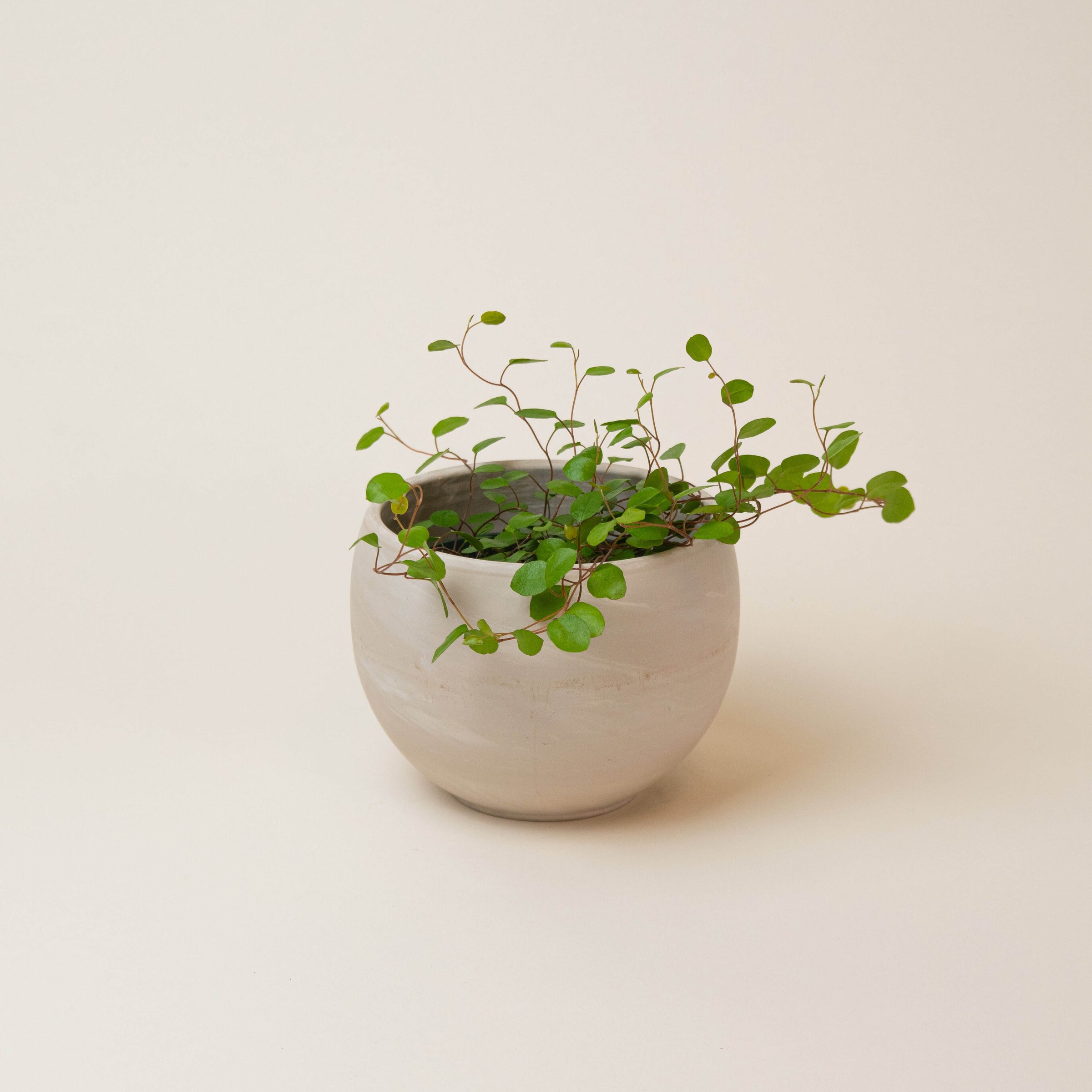Angel Vine | Indoor Plant Delivery | Leafy