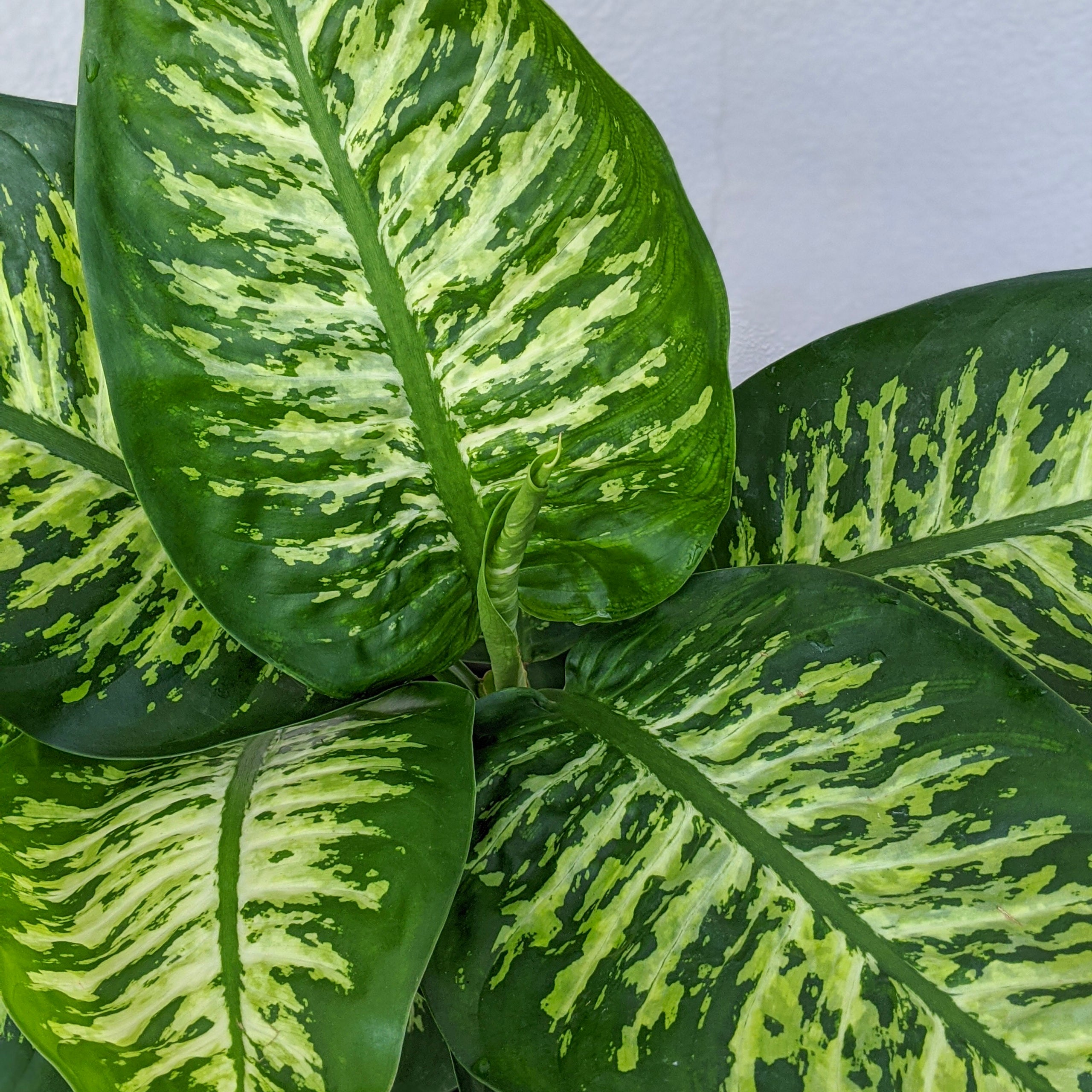 Dieffenbachia Tropic Snow | Indoor Plant Delivery | Leafy