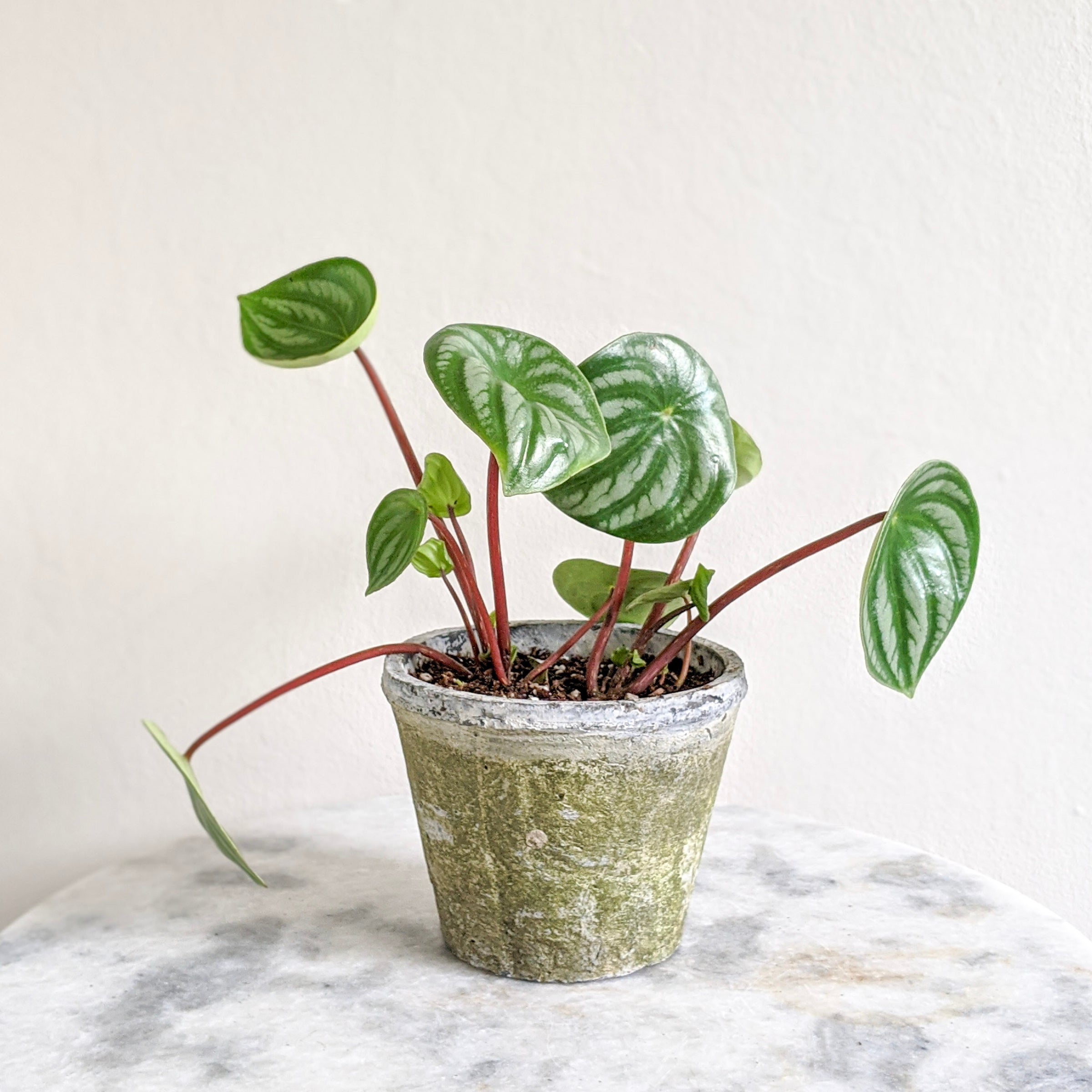 hanging plants pots Hanging Wall Planter Shelf