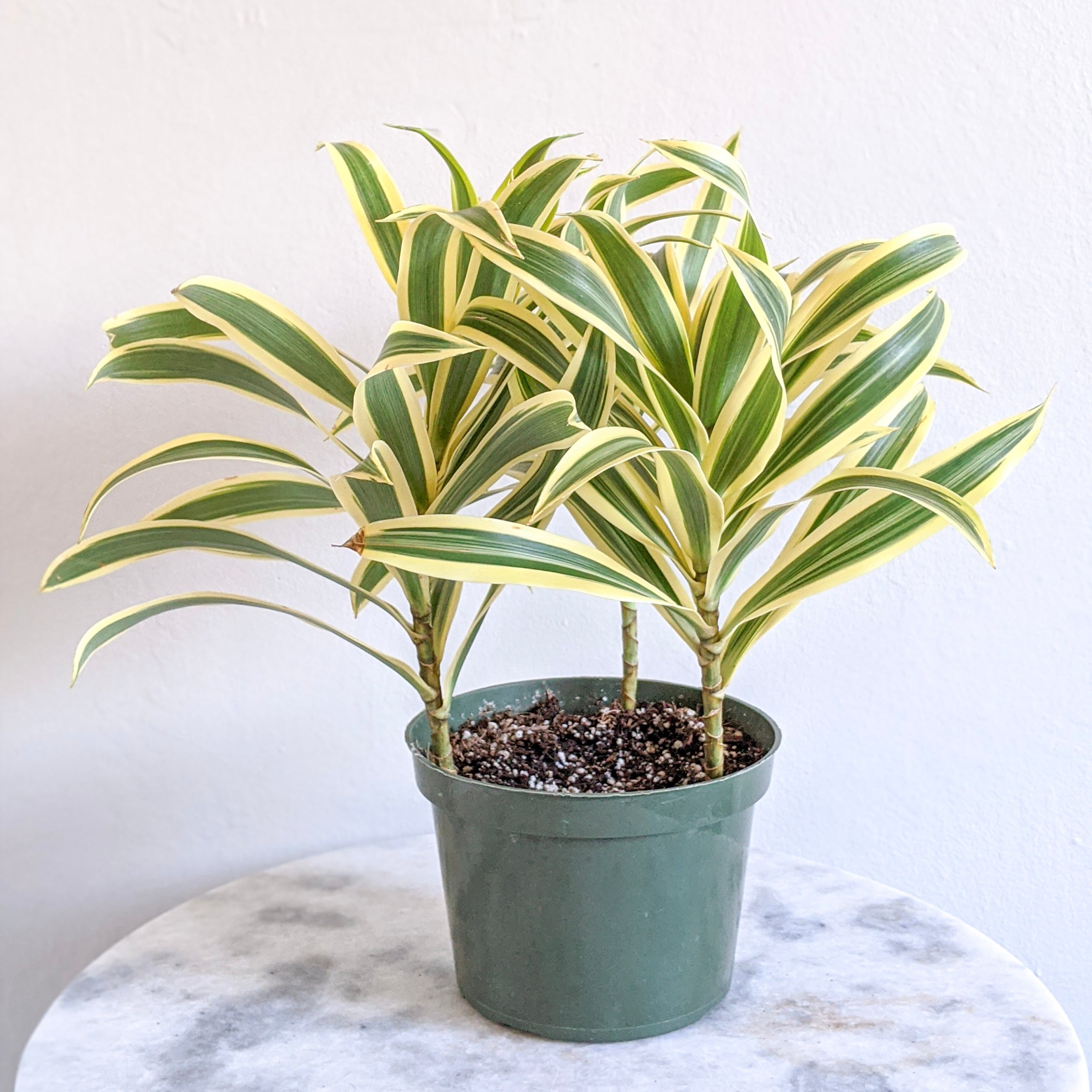 dracena compacta vermehren Dracaena 'Compacta' main image 1