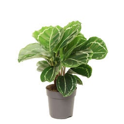 efeu pflanze kaufen Hedera Helix Variegated main image 0