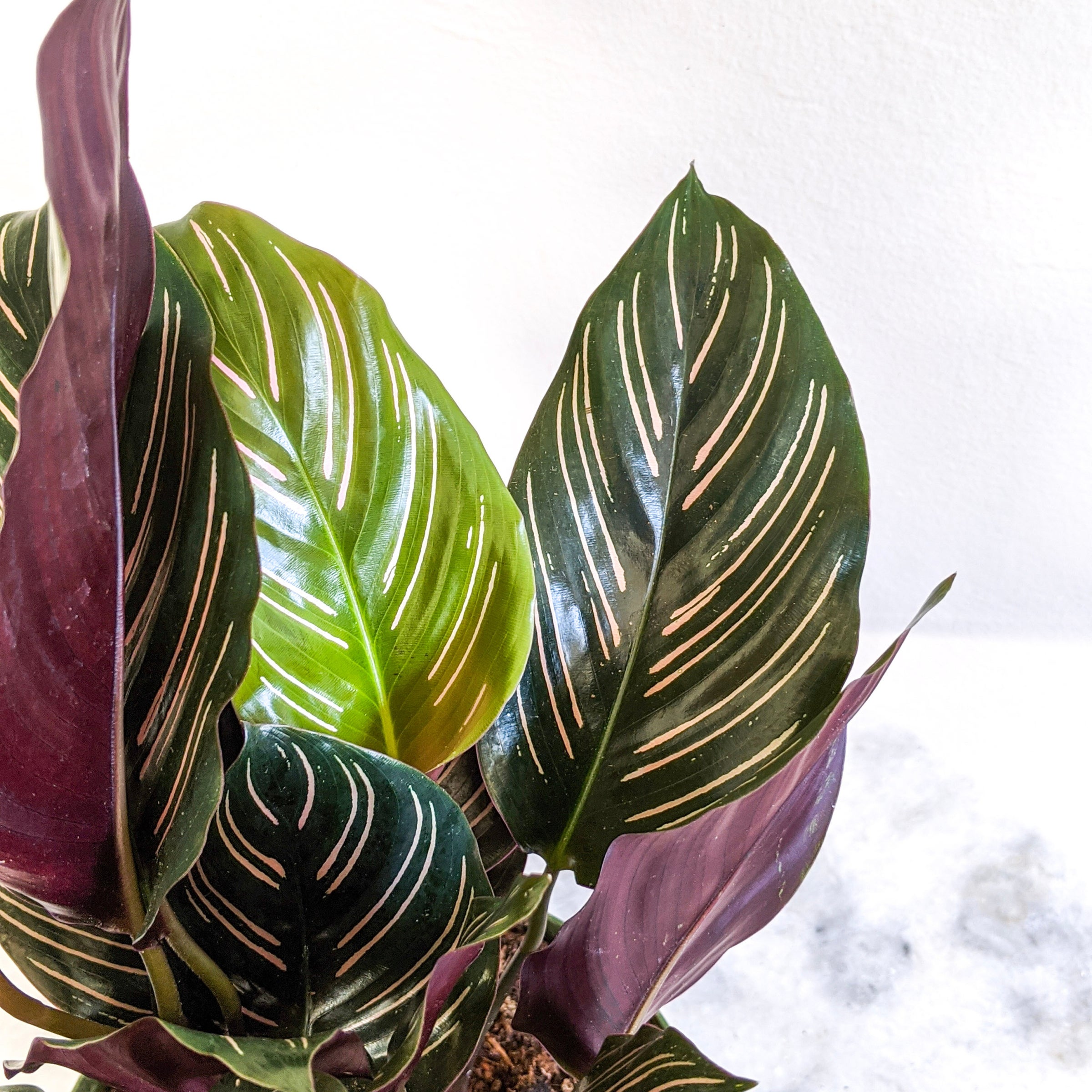 efeutute neon lime Epipremnum aureum 'Neon' (Efeutute) – Jungle Leaves