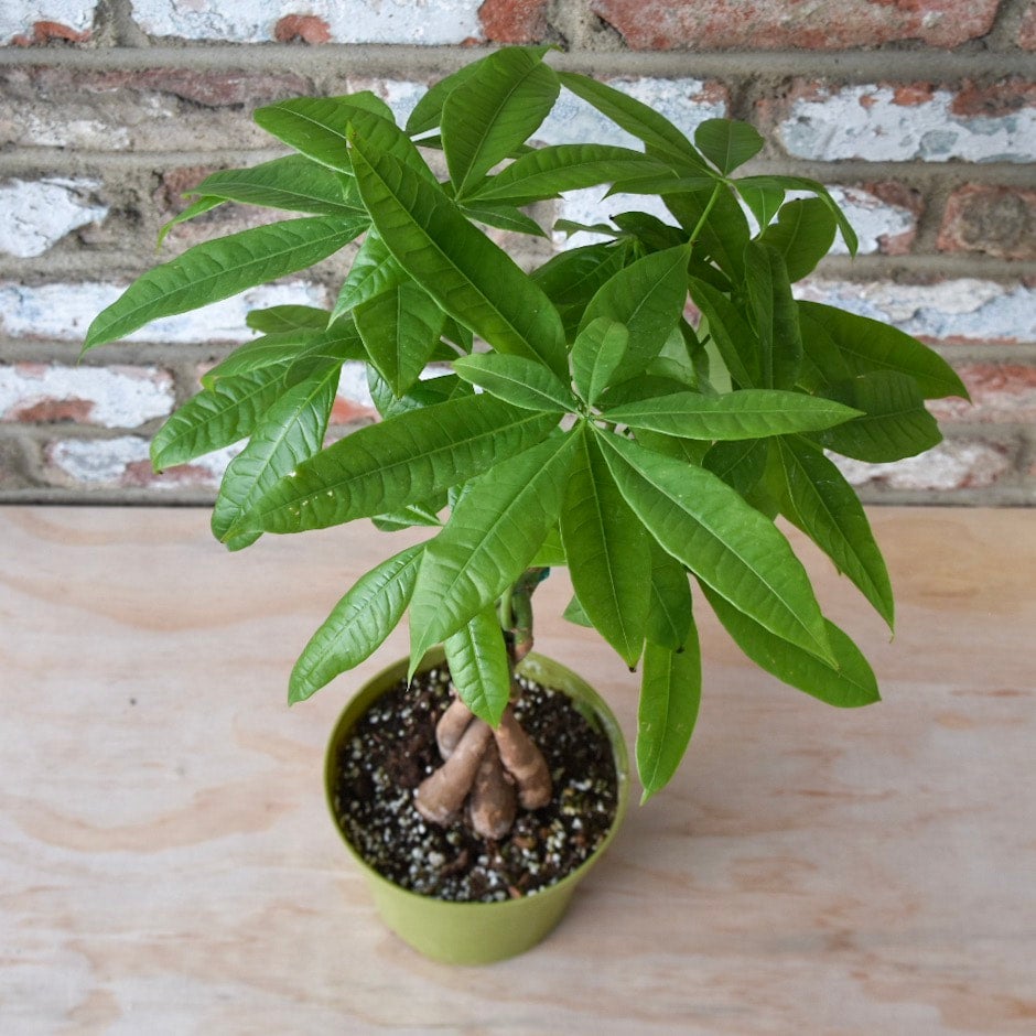 Money Tree | Indoor Plant Delivery | Leafy