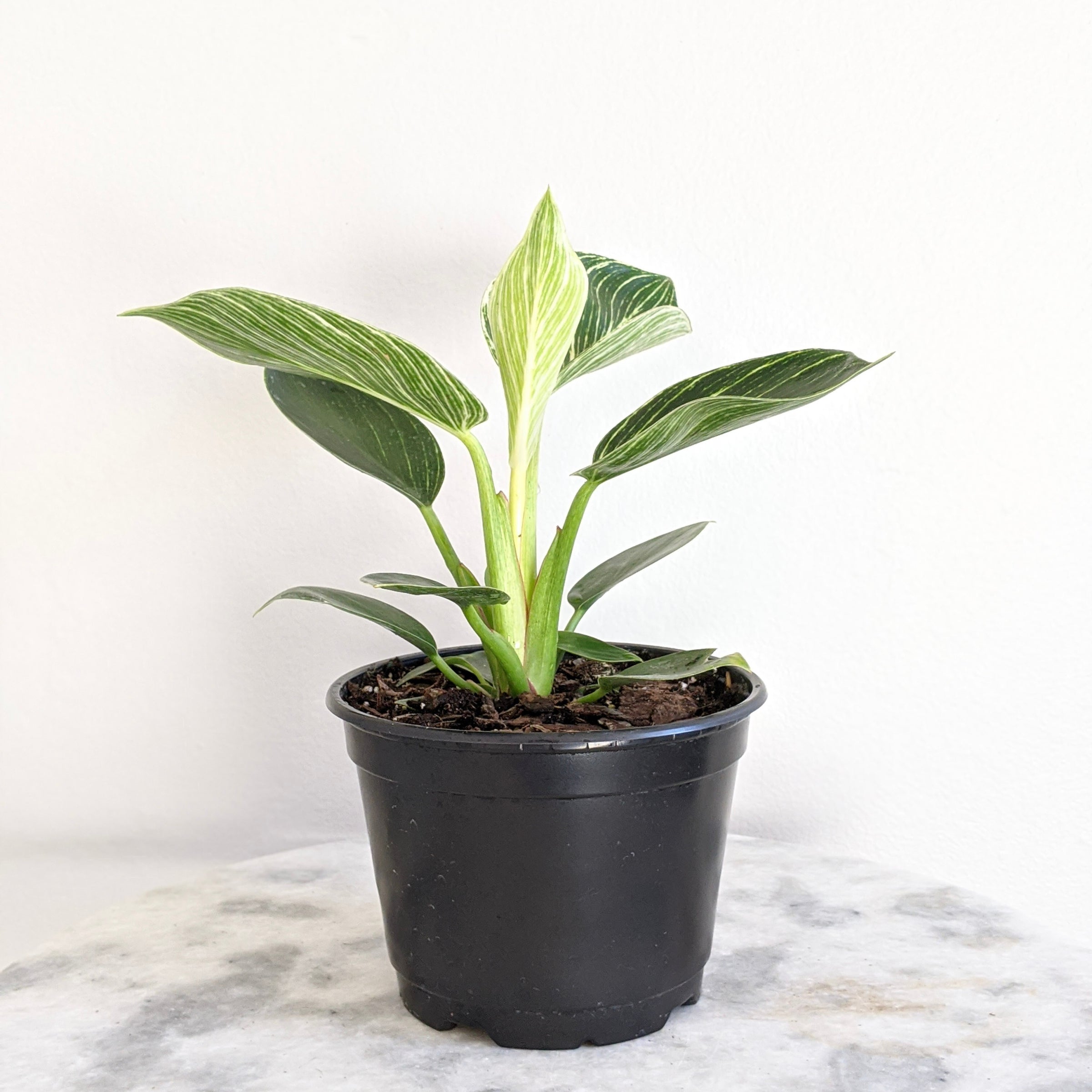 do prayer plants flower Prayer Plant – Plant Detectives