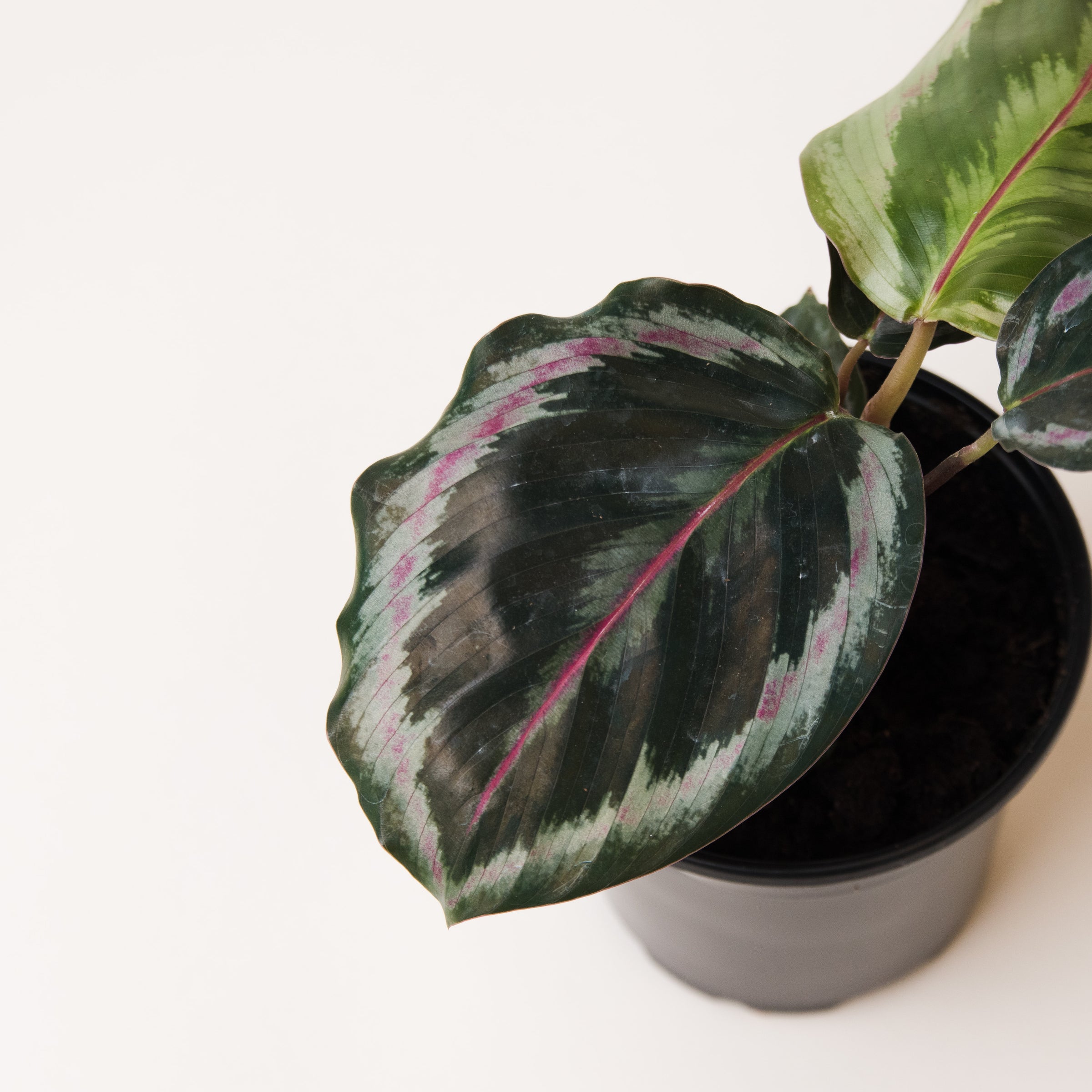 Calathea Roseopicta Dottie | Indoor Plant Delivery | Leafy