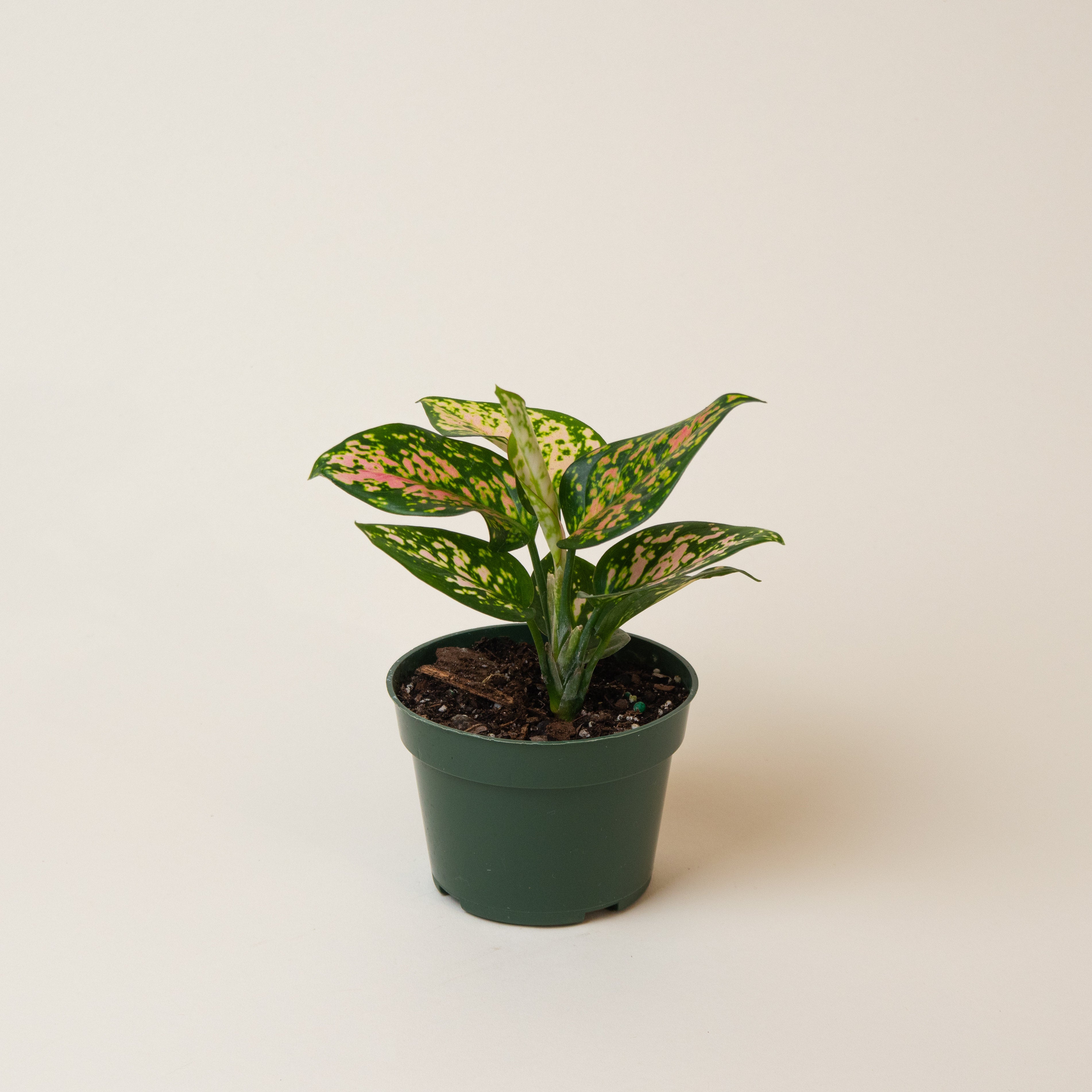 Aglaonema Lady Valentine | Indoor Plant Delivery | Leafy