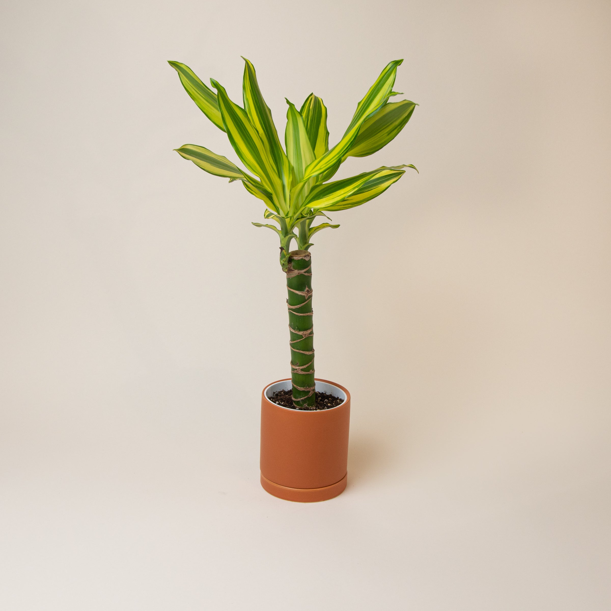 Dracaena Sted Sol Cane | Indoor Plant Delivery | Leafy