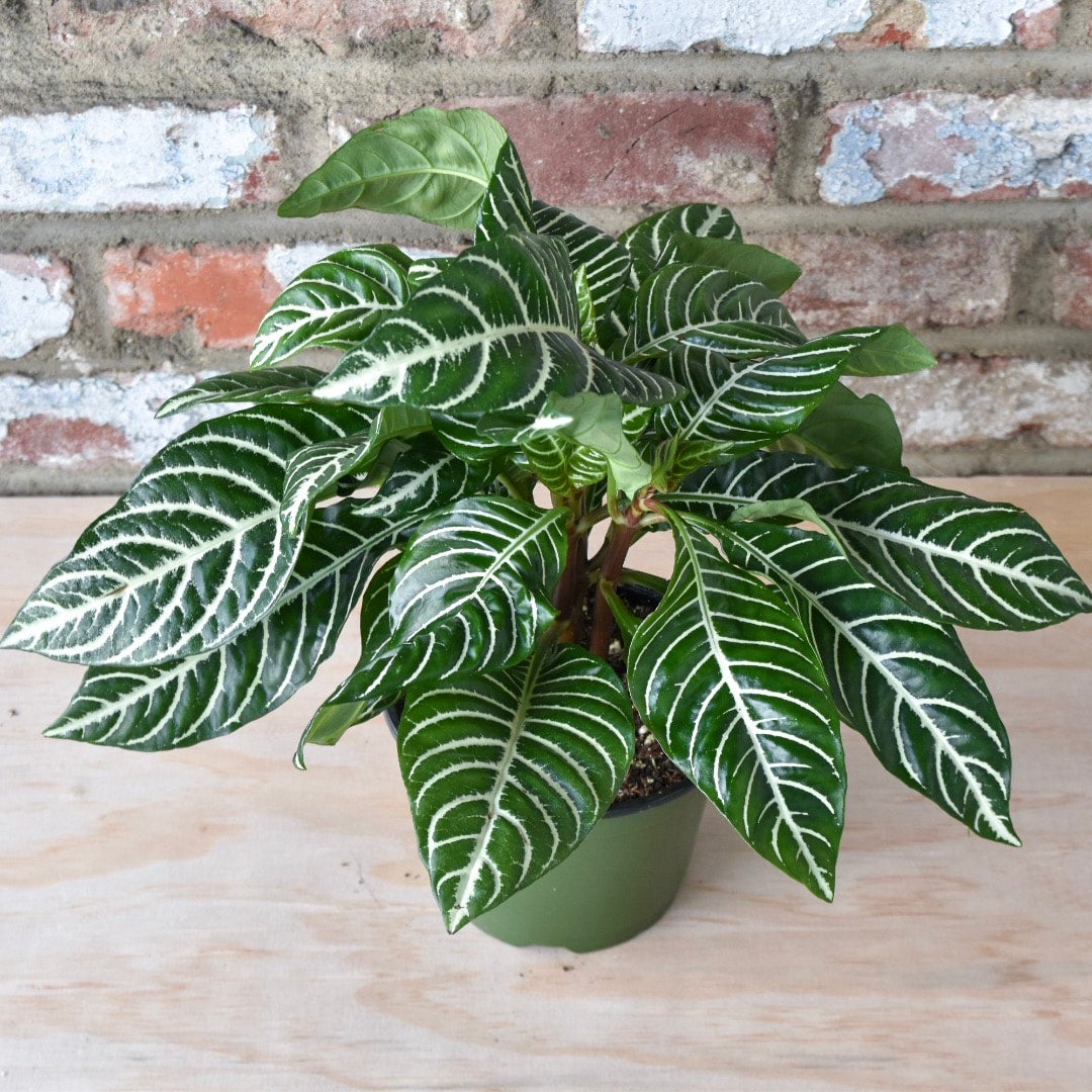 Aphelandra Squarrosa | Indoor Plant Delivery | Leafy