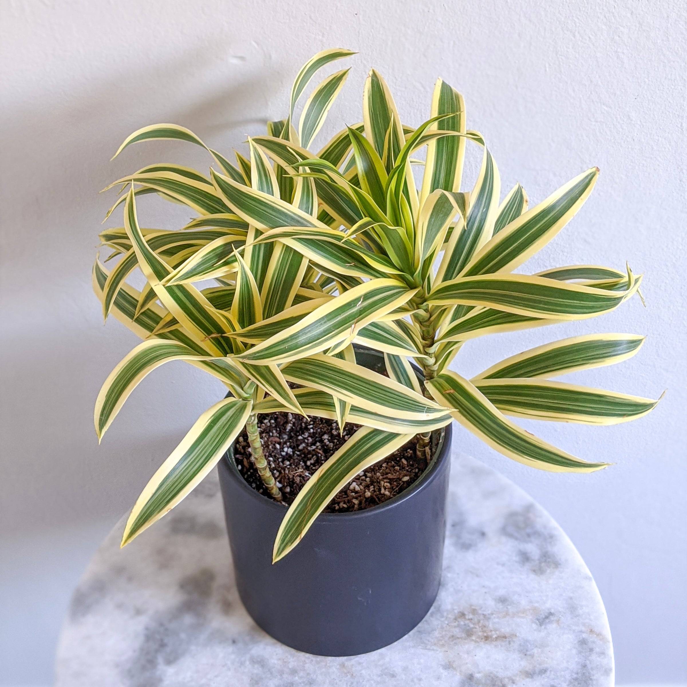 indoor ceramic planter Gift Ceramic Animal Planters for Indoor With Cactus or Succulent 3" Hedgehog / w/ Cactus