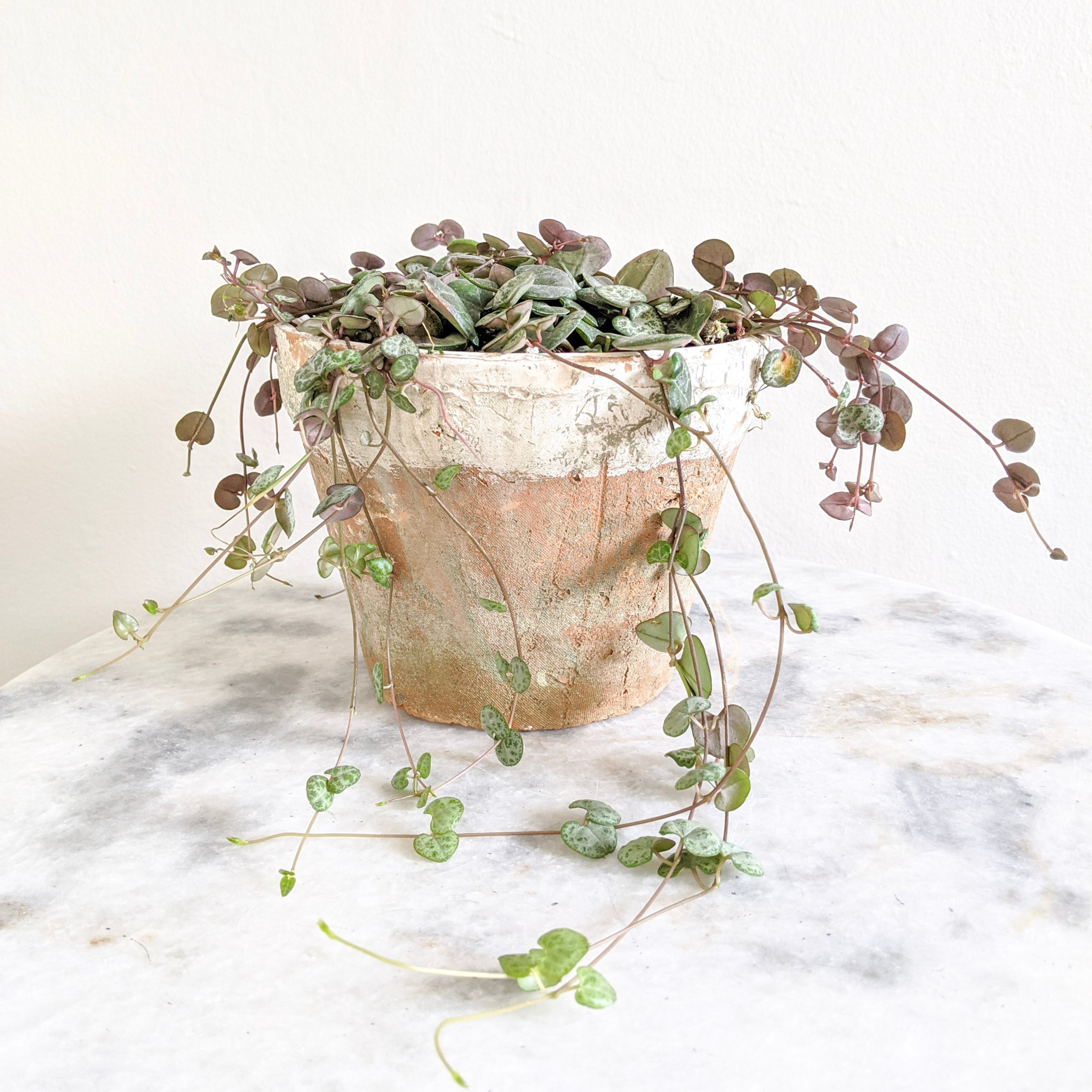 senecio succulent plant Senecio scaposus
