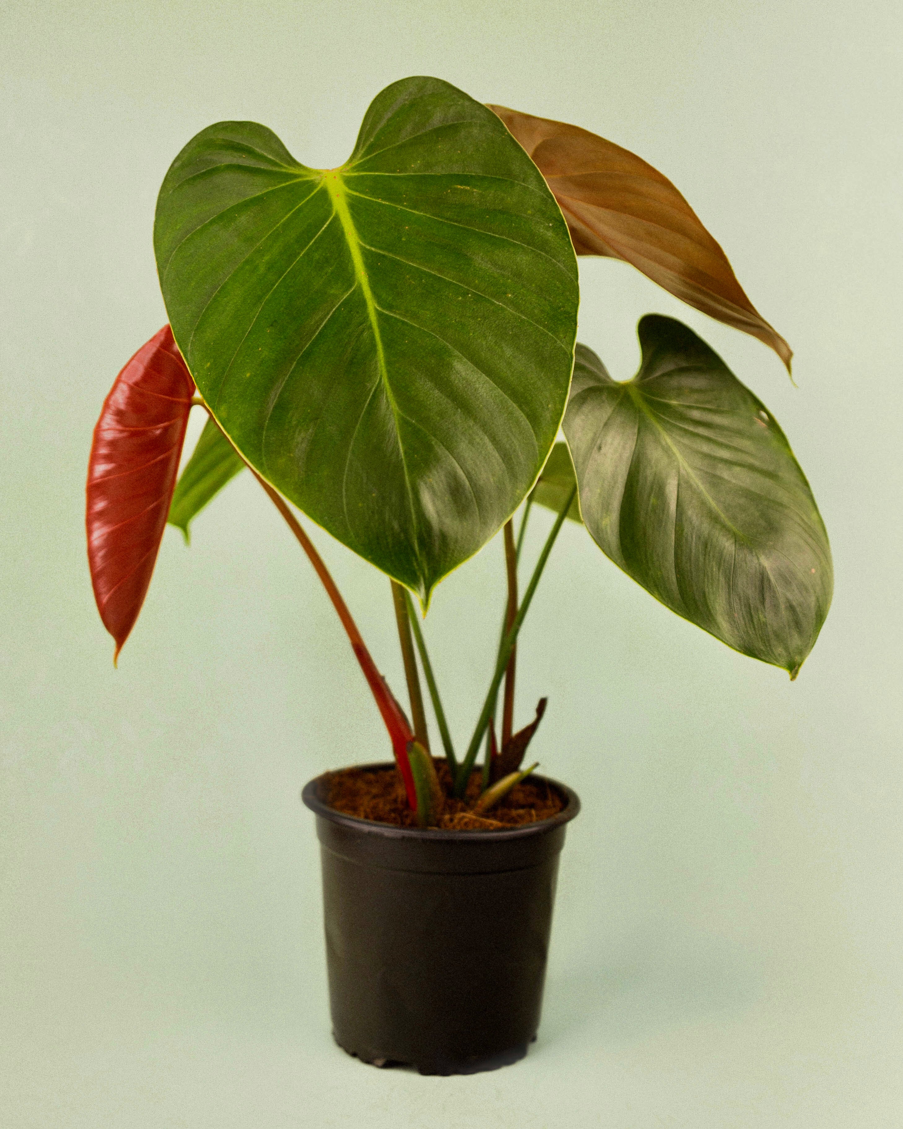 Philodendron lynamii – Carnivero
