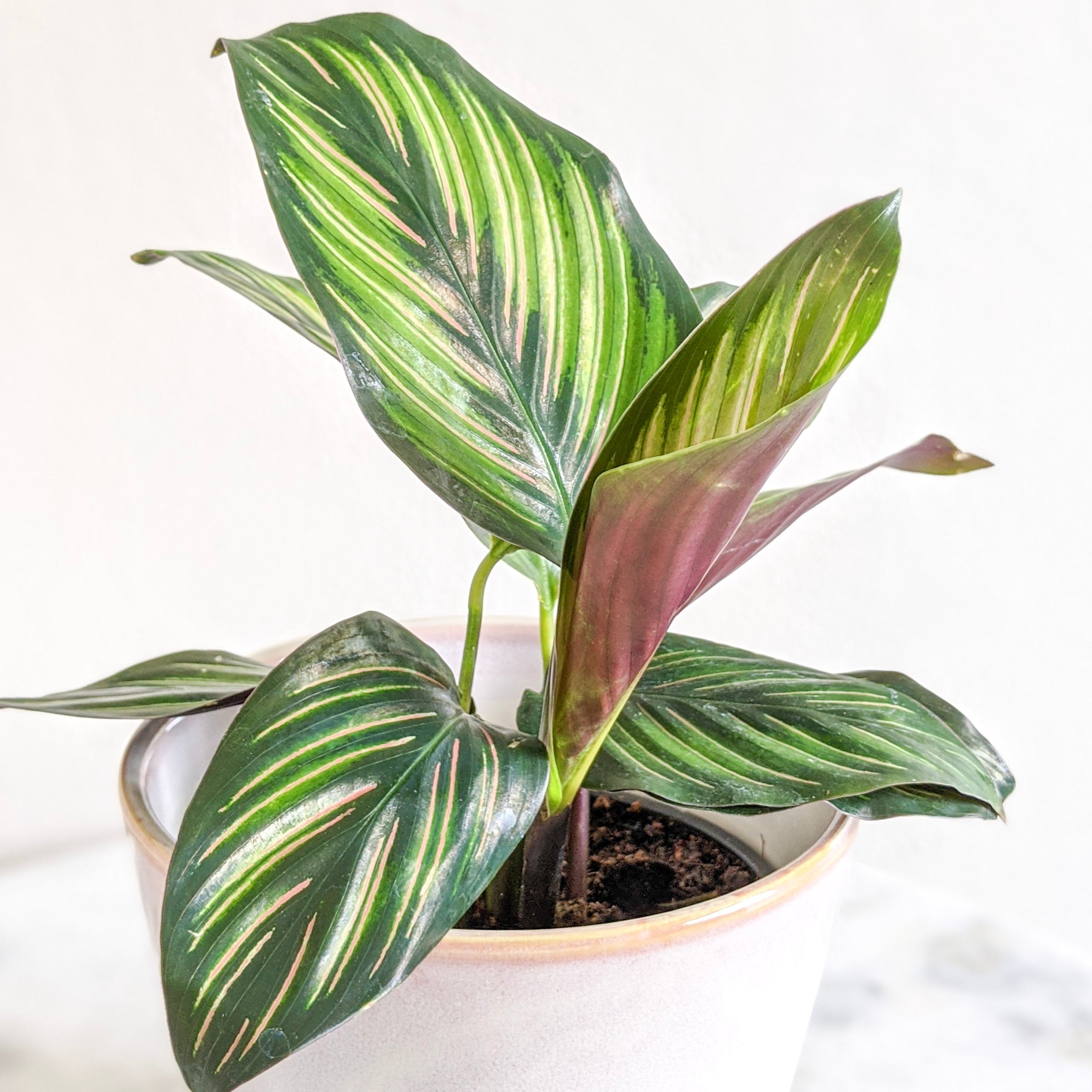 Calathea Beauty Star | Indoor Plant Delivery | Leafy