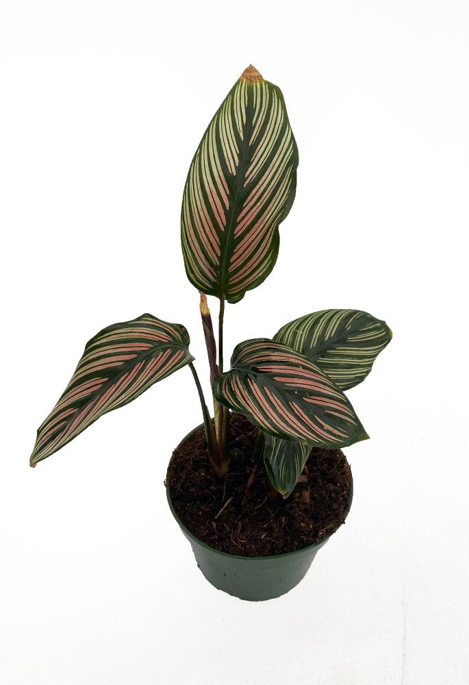 dracaena reflexa common name Song of India Dracaena main image 0