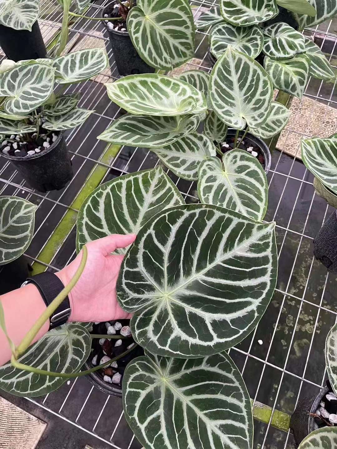 Anthurium Dorayaki | Indoor Plant Delivery | Leafy