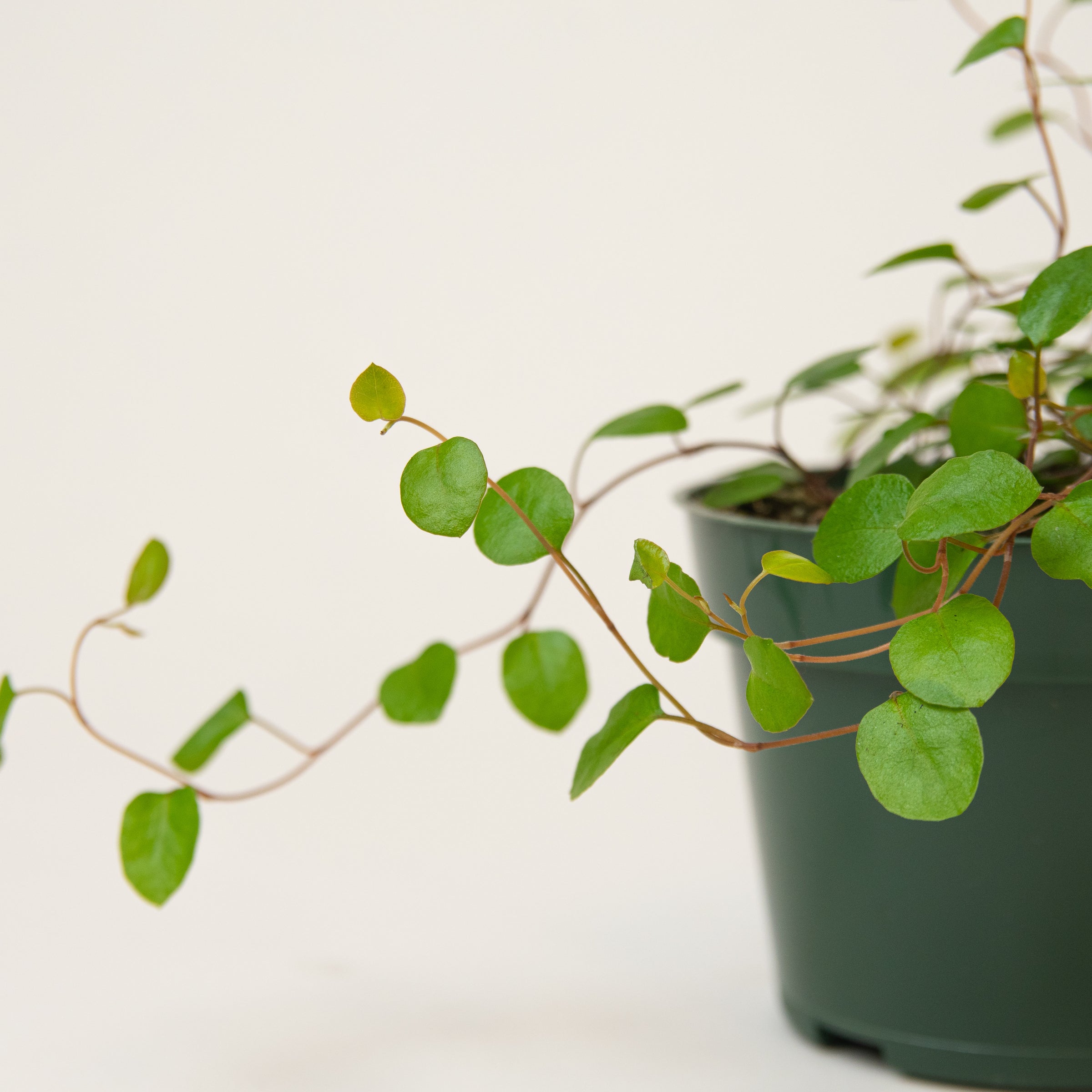 jade and pearl pothos 4in Pothos 'Pearls n' jade'