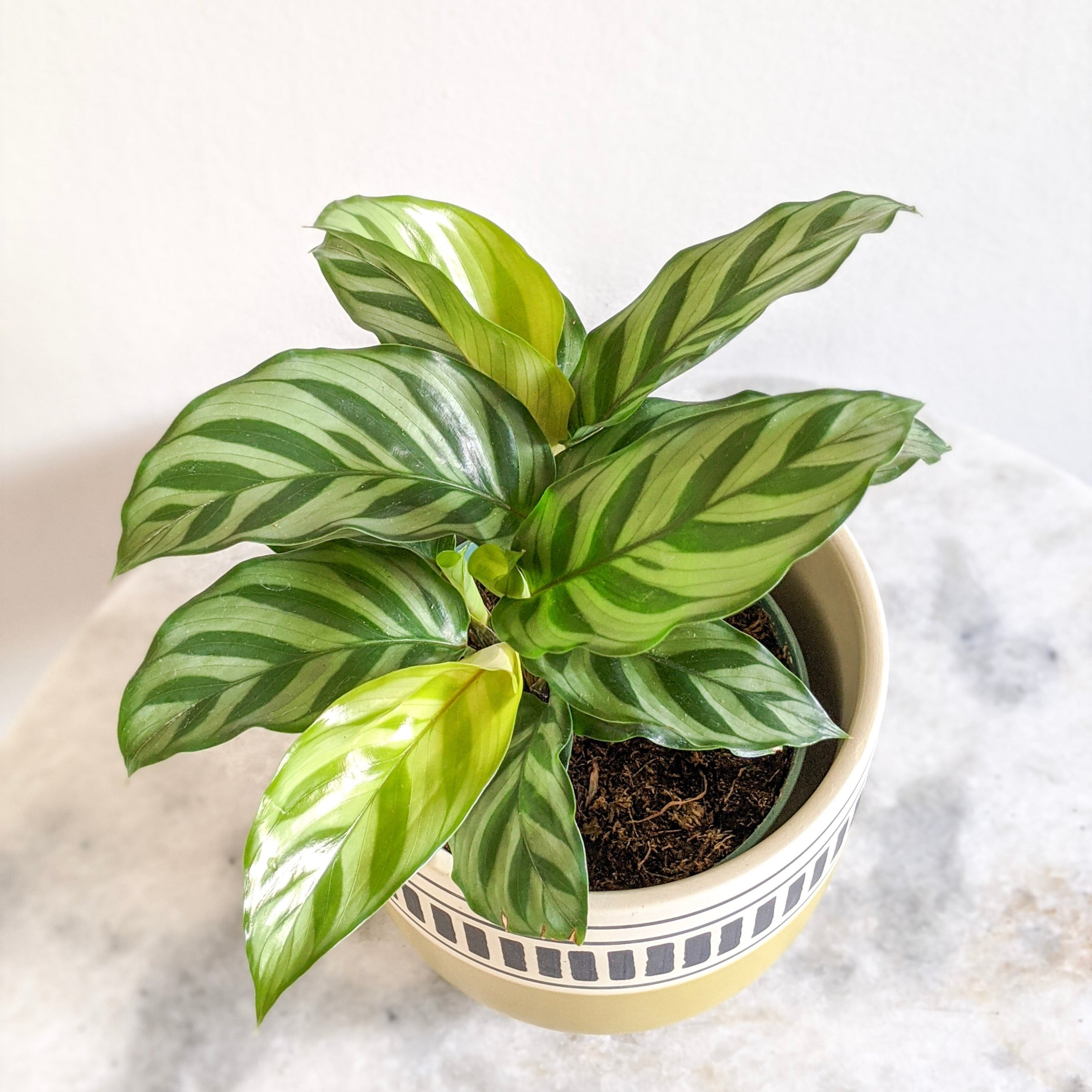 Calathea Concinna | Indoor Plant Delivery | Leafy