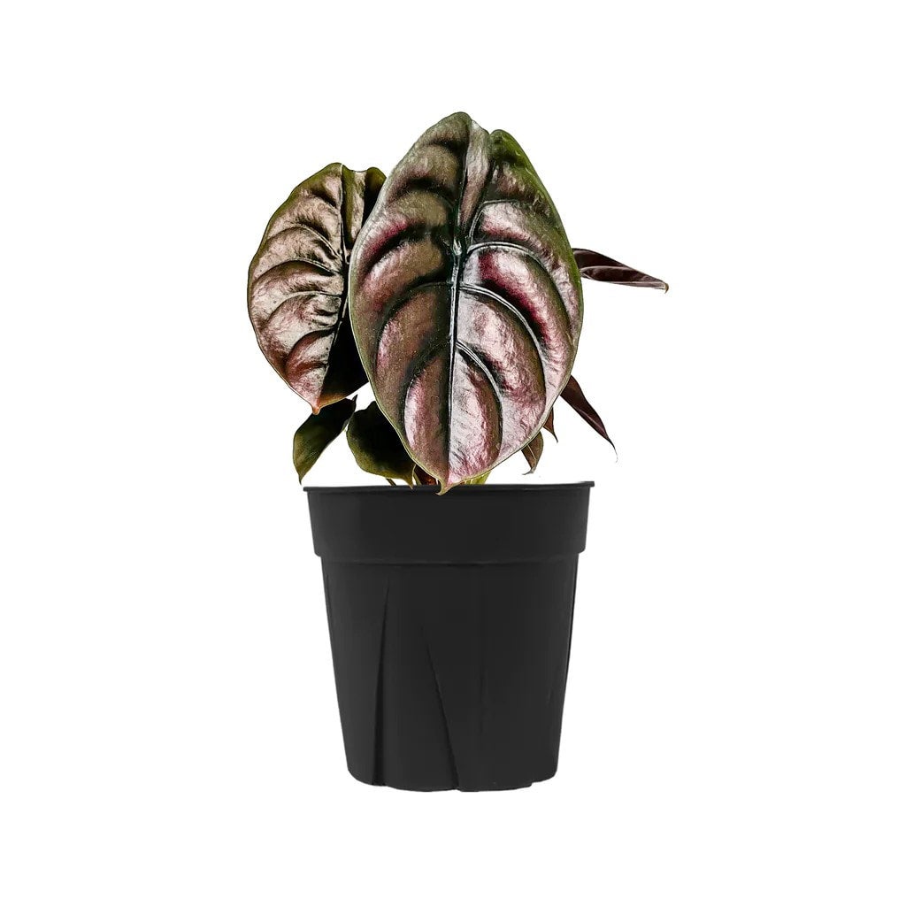 Alocasia Cupera | Indoor Plant Delivery | Leafy