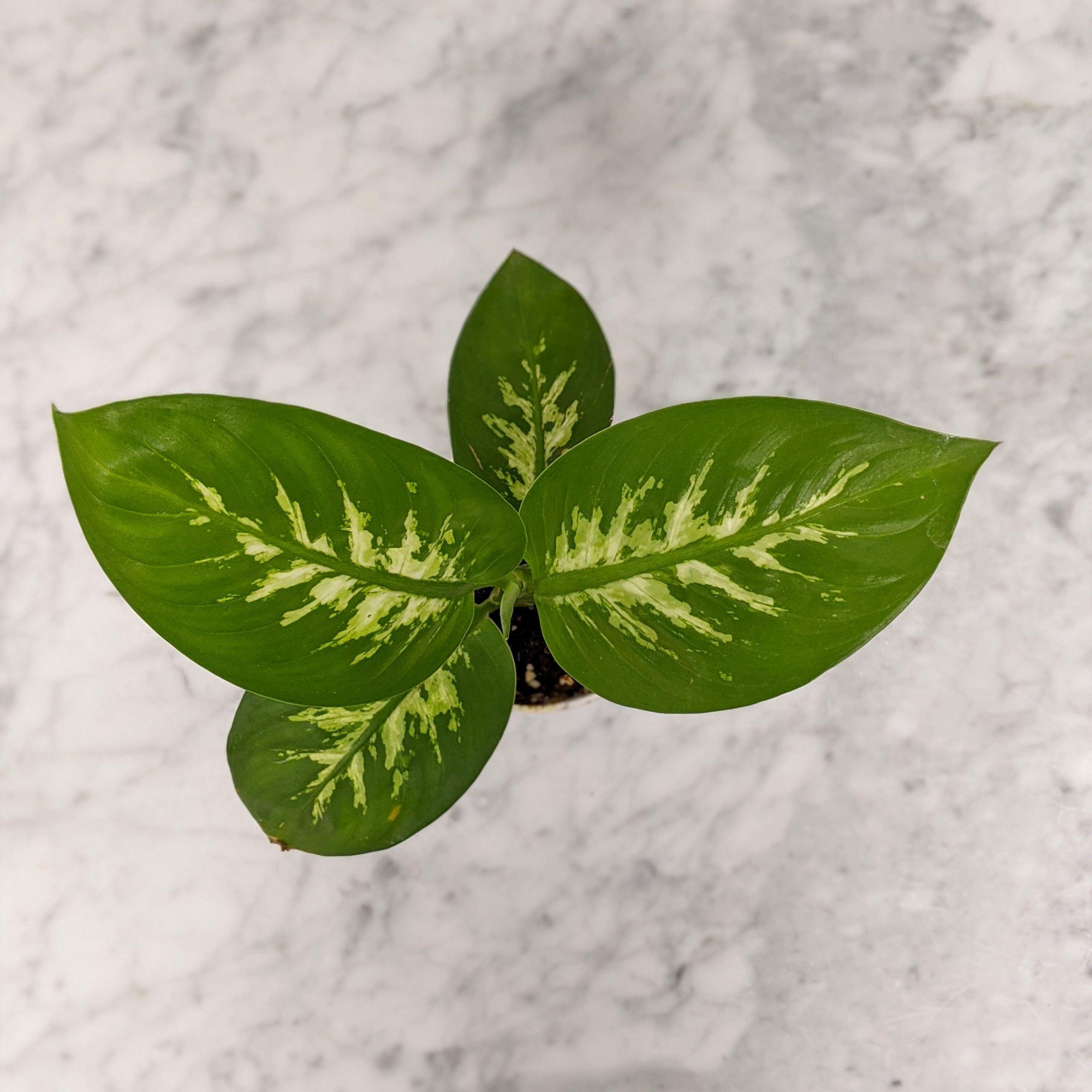 Dieffenbachia Tropic Snow | Indoor Plant Delivery | Leafy